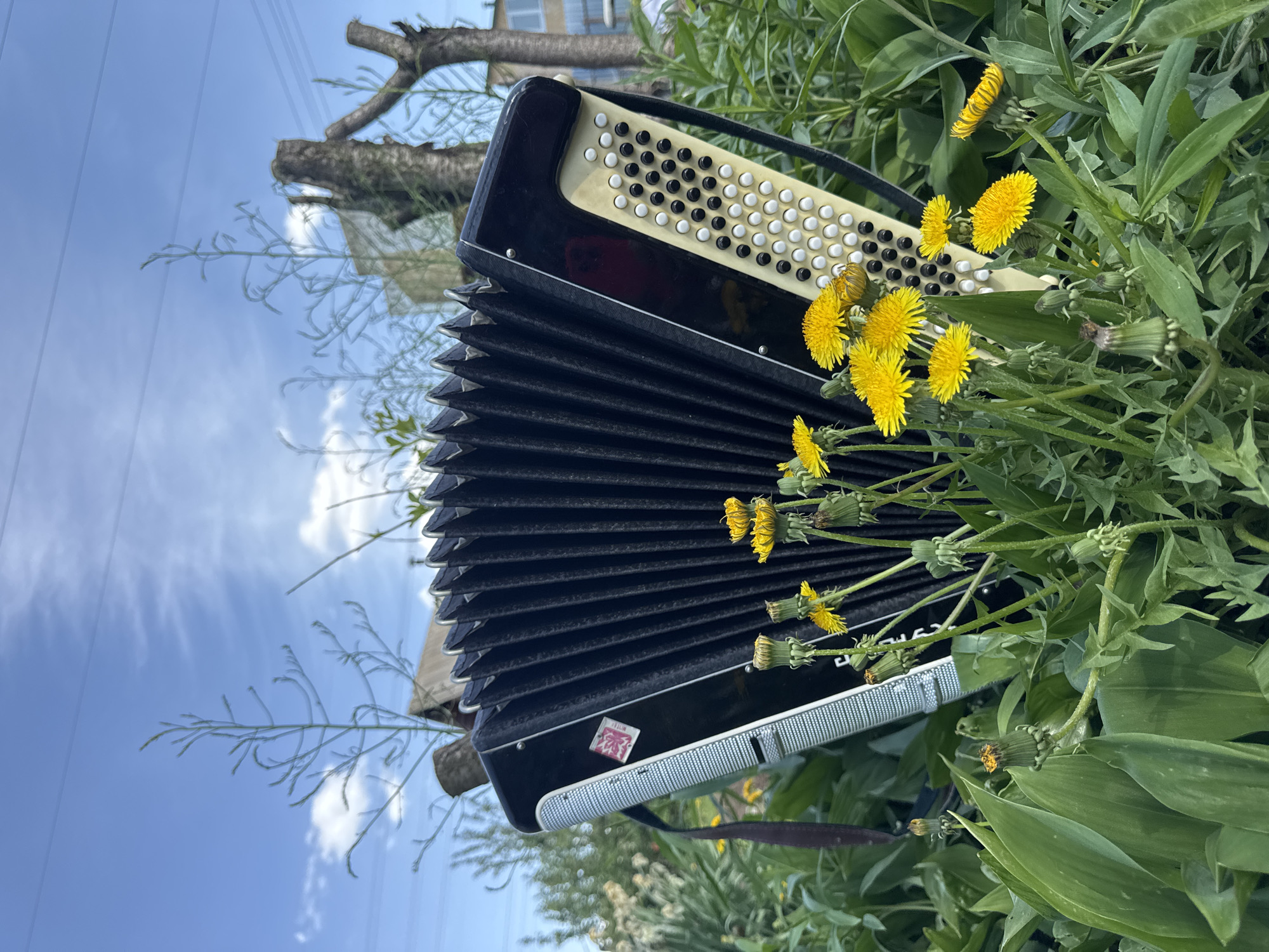 An accordion rests among dandelions in Chaikovsky, Russia. The black accordion has a button-style keyboard with white and black keys. Its bellows are folded. Yellow dandelions surround the accordion. Behind the accordion, there are green leaves and a clear, blue sky with scattered clouds. A tree branch and the edge of a building can be seen in the background. A utility pole and wires are visible against the sky. A small red and white sticker can be seen on the accordion.