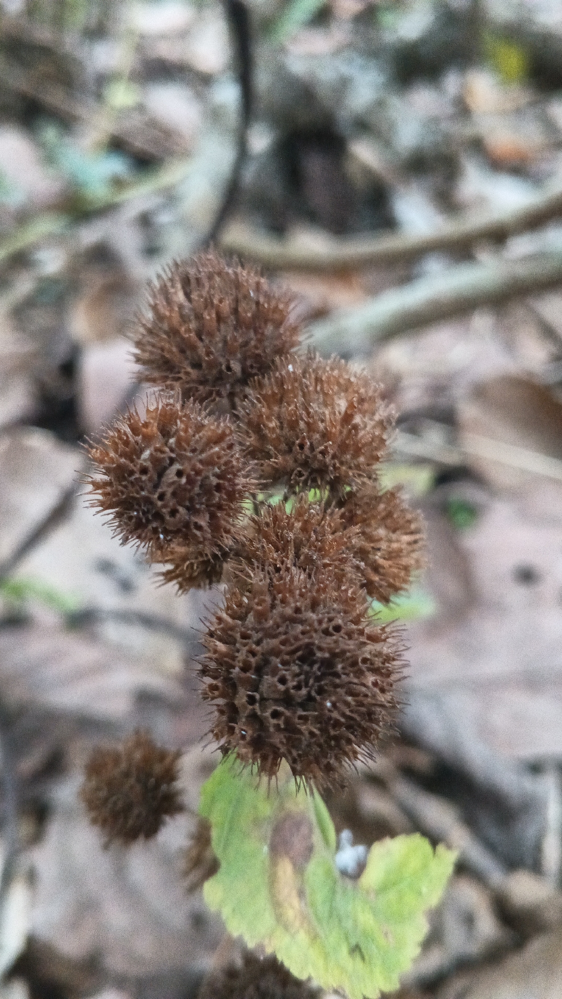 A close-up, eye-level shot captures a cluster of dried, spiky seed heads from a plant. The seed heads are brown and spherical, with numerous needle-like protrusions. One large seed head is in focus in the foreground, showing intricate, porous details. Below it, a single, broad green leaf with some browning is visible. The background is softly blurred, showing a mix of dried leaves, twigs, and a hint of green foliage, suggesting an outdoor, natural setting. The lighting is diffused, casting no harsh shadows.