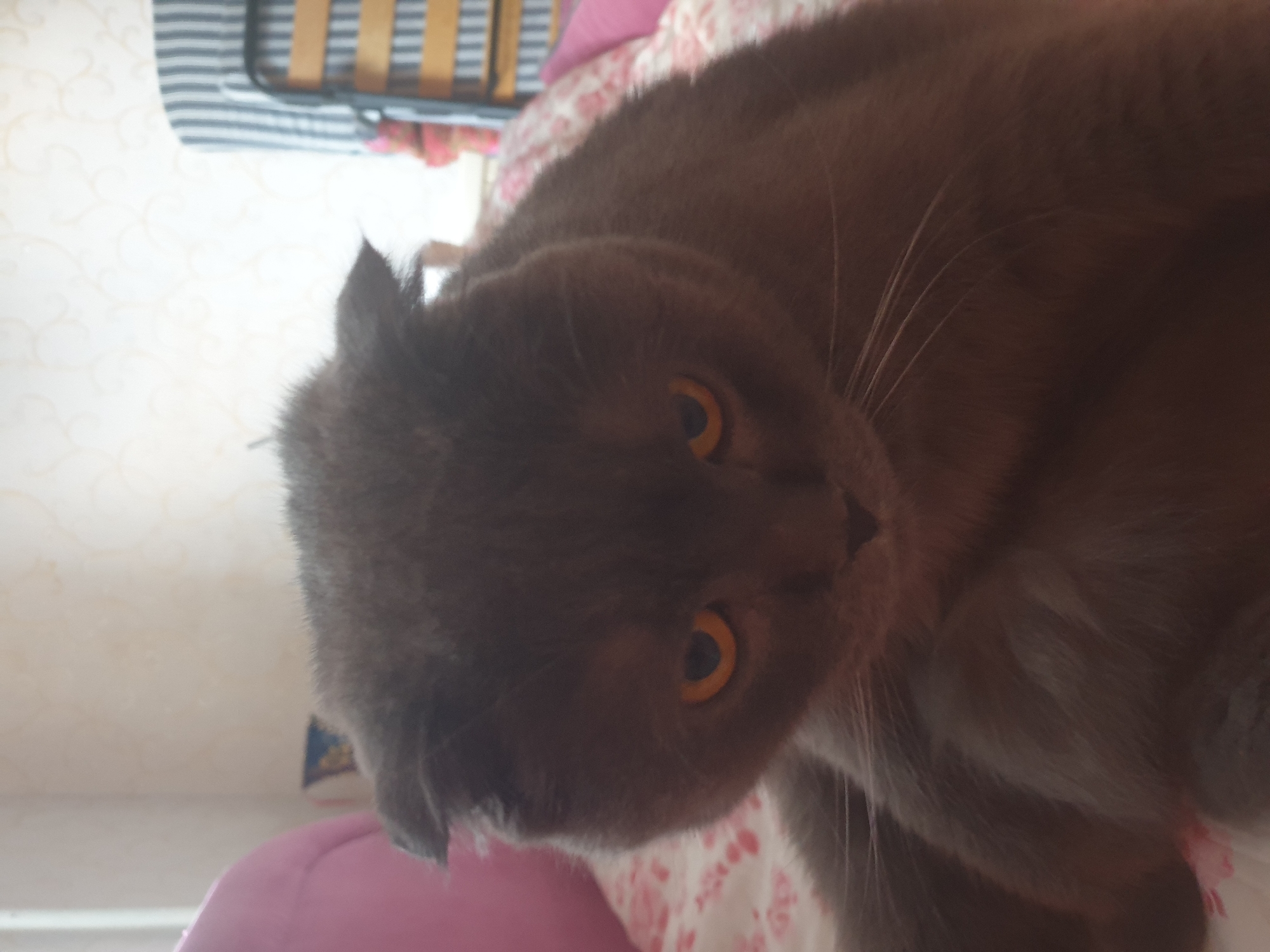 A close-up, indoor shot captures a grey Scottish Fold cat with bright orange eyes. The cat is positioned on a floral-patterned surface, possibly a bed or sofa, with a pink cushion visible on the left side of the frame and a striped chair or headboard in the background. The lighting is soft, and the focus is on the cat's face, highlighting its folded ears and prominent whiskers. The overall scene is domestic and relaxed. The location is specified as Lozovyi Yar, Ukraine.