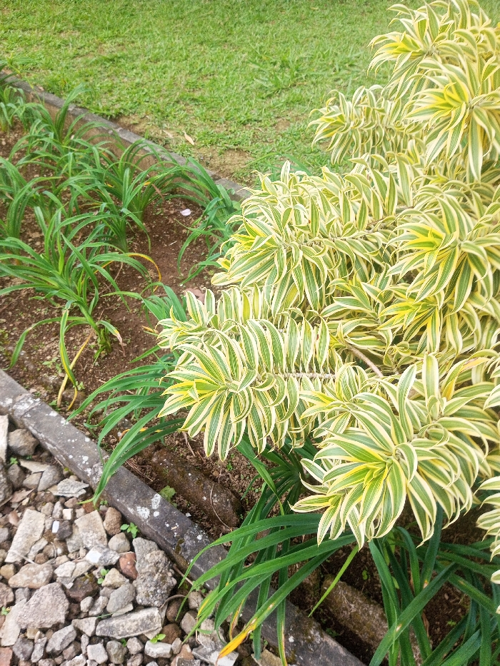 The image depicts an outdoor landscaped area, presumably within Nghĩa Đồng Commune, Vietnam. The scene is dominated by various forms of plant life and ground coverings. In the foreground, a collection of grey and brown gravel and small rocks is visible. A weathered concrete border, showing patches of white lichen, separates this rocky area from a strip of dark brown soil. Planted in this soil strip is a row of green, linear-leafed plants, appearing somewhat sparse with some yellowed foliage. To the right, a large, dense bush featuring variegated yellow and green striped leaves occupies a significant portion of the frame. In the background, a uniformly cut, vibrant green lawn is visible, separated by a subtle edge from the soil and smaller plants. No individuals or animals are present, and no specific actions or interactions are occurring. The lighting suggests an overcast day or shaded area, providing soft, even illumination.