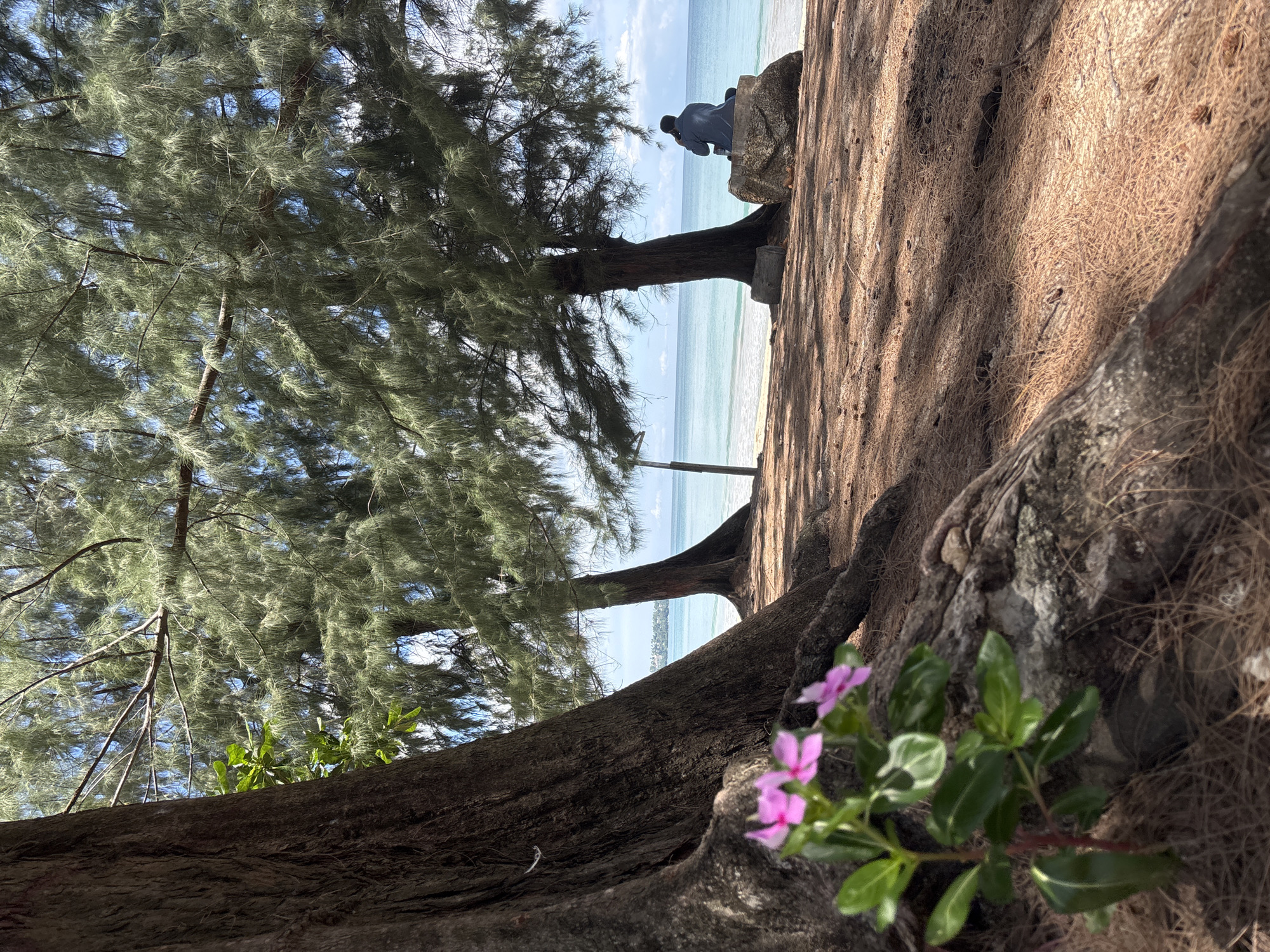 A ground-level shot at a beach in Choeng Thale, Thailand features two prominent trees with needle-like leaves against a backdrop of the sea and sky. The foreground is dominated by the gnarled roots of one of the trees and several small pink flowers are in the lower right corner. A man sits silhouetted on the tree to the left. The ground is covered with brown pine needles.