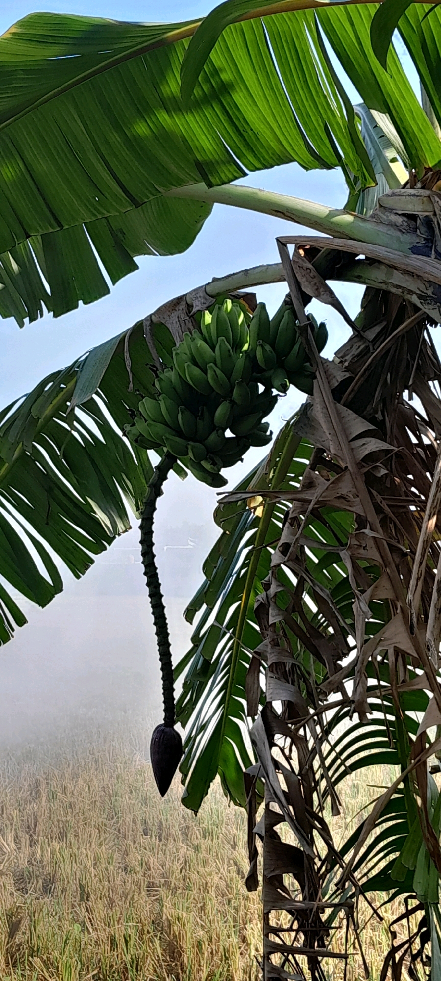 The image captures a close-up view of a banana tree with a bunch of green bananas hanging from its stalk. A dark, teardrop-shaped banana blossom also hangs below the fruit. Large, green banana leaves dominate the foreground, with some dried, brown leaves present as well. The background is out of focus, showing a misty field of what appears to be harvested rice paddies. The sky above is a pale blue. The image is taken from a low angle, looking upwards towards the bananas. This scene is consistent with rural agricultural areas in Bendungan, Indonesia, where rice cultivation and banana farming are common. There are no people or animals visible in the frame.