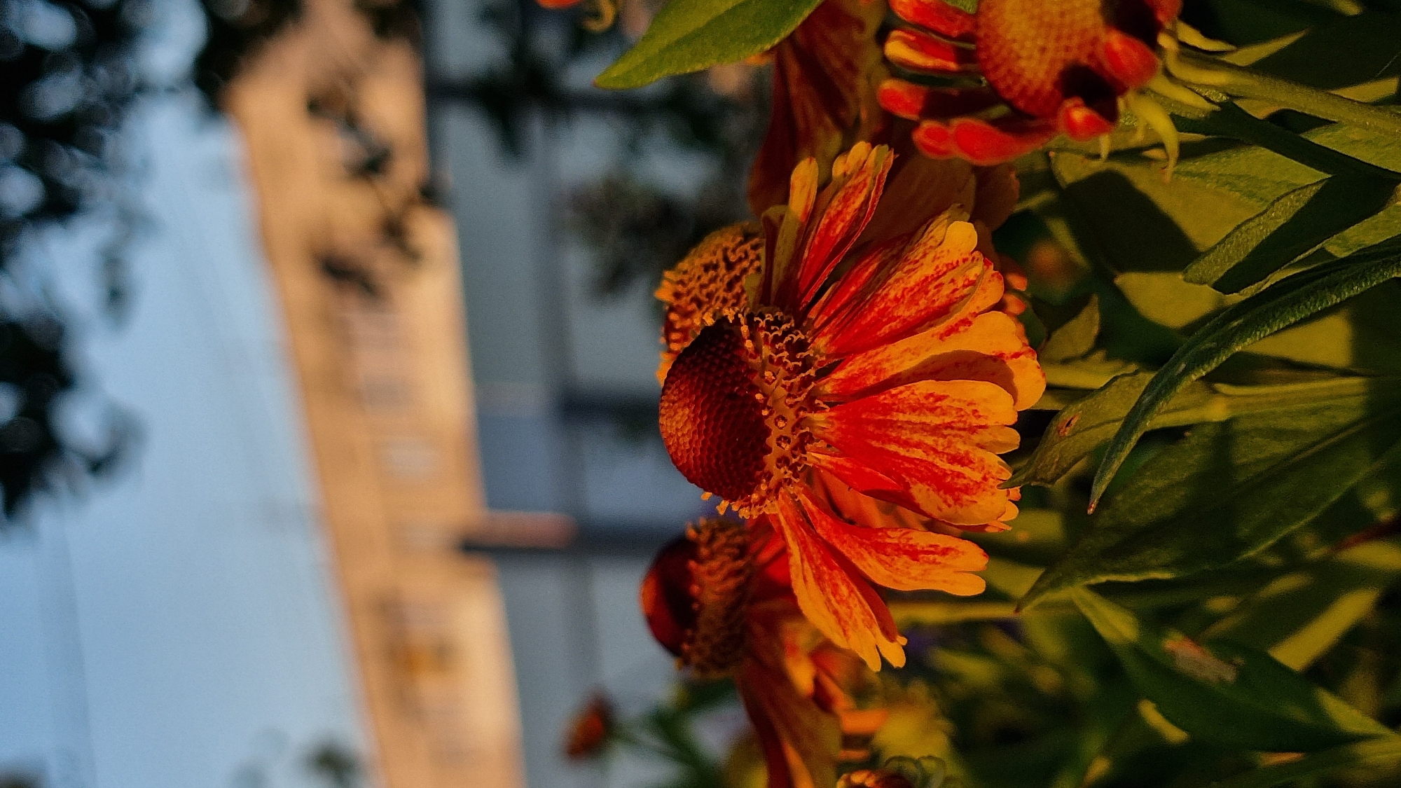 In the city of Vysokoe, Russia, a close-up, low-angle shot captures several rudbeckia flowers with prominent, dark brown centers and bright orange and yellow petals. The flowers are illuminated by the warm glow of the setting sun, casting long shadows. In the background, a blurred image of a multi-story building with orange and white accents is visible, against a pale blue sky. The foliage of the rudbeckia plants, rendered in deep green tones, fills the foreground and midground. The overall impression is one of a tranquil, late-afternoon scene in a garden or park setting.