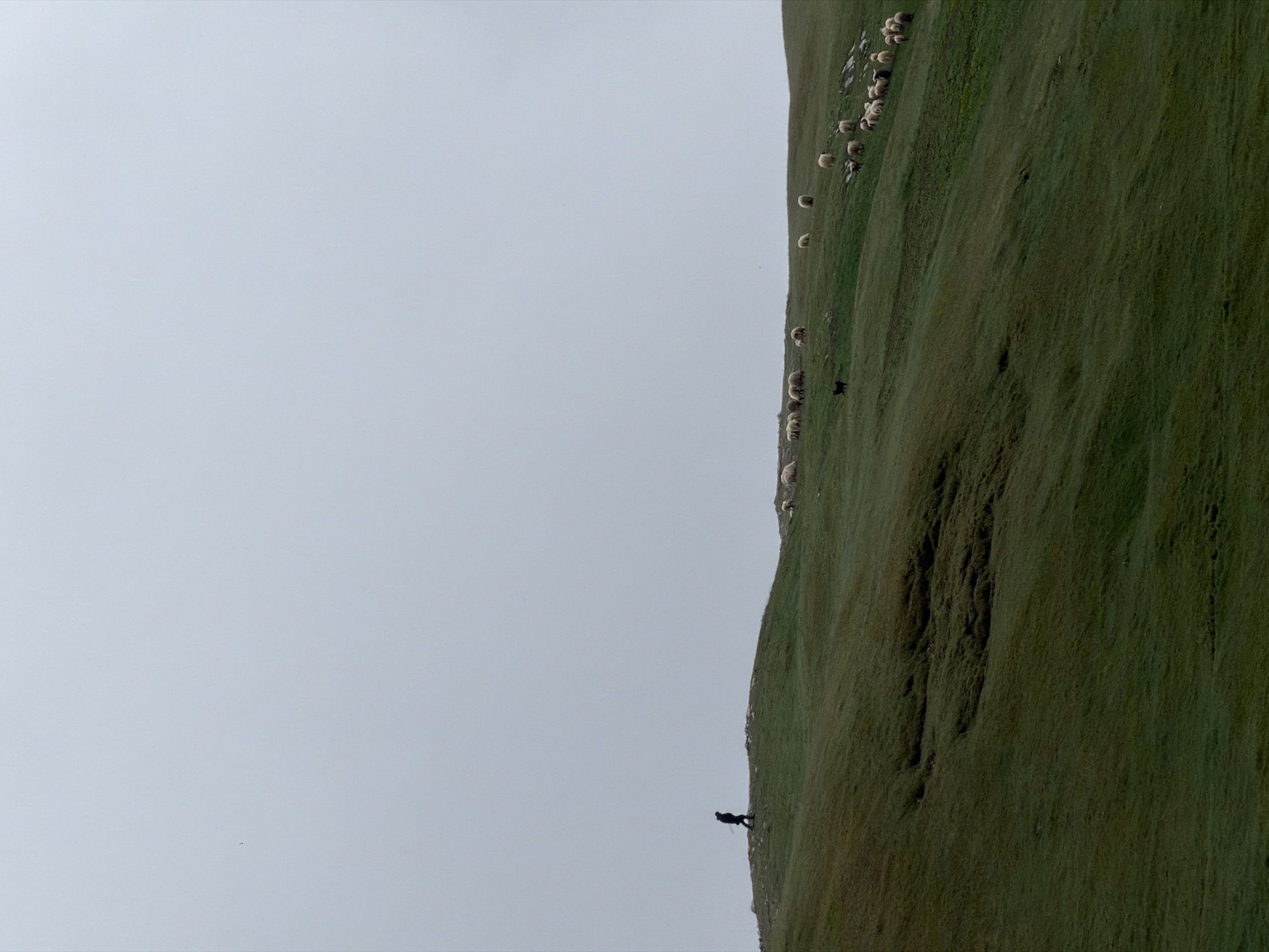 This image captures a serene, expansive view of a verdant mountain pasture under an overcast sky. The scene is dominated by a vast, gently sloping green hillside that occupies approximately two-thirds of the frame, meeting a light gray, cloudy sky that fills the remaining third.
Scattered across the upper and middle sections of the grassy slope is a large flock of sheep, appearing as numerous white and off-white specks against the rich green. They are distributed in groups, some seemingly grazing. A black dog, likely a sheepdog, is visible among the flock. In the lower part of the hillside, a lone human figure, silhouetted in dark clothing, is seen walking or standing with a long stick or pole, indicative of a shepherd tending the flock or a hiker.
The hillside exhibits varied textures and shades of green, with some darker patches that suggest natural depressions or areas of denser growth. The lighting is diffused and soft, characteristic of an overcast day, providing no harsh shadows and contributing to a peaceful atmosphere. The absence of direct sunlight suggests either early morning, late afternoon, or simply a heavily clouded day. The scene embodies the remote, pastoral beauty of a mountainous region, aligning with the provided location context of Kapetanovo Jezero in Montenegro. There is no visible text in the image.