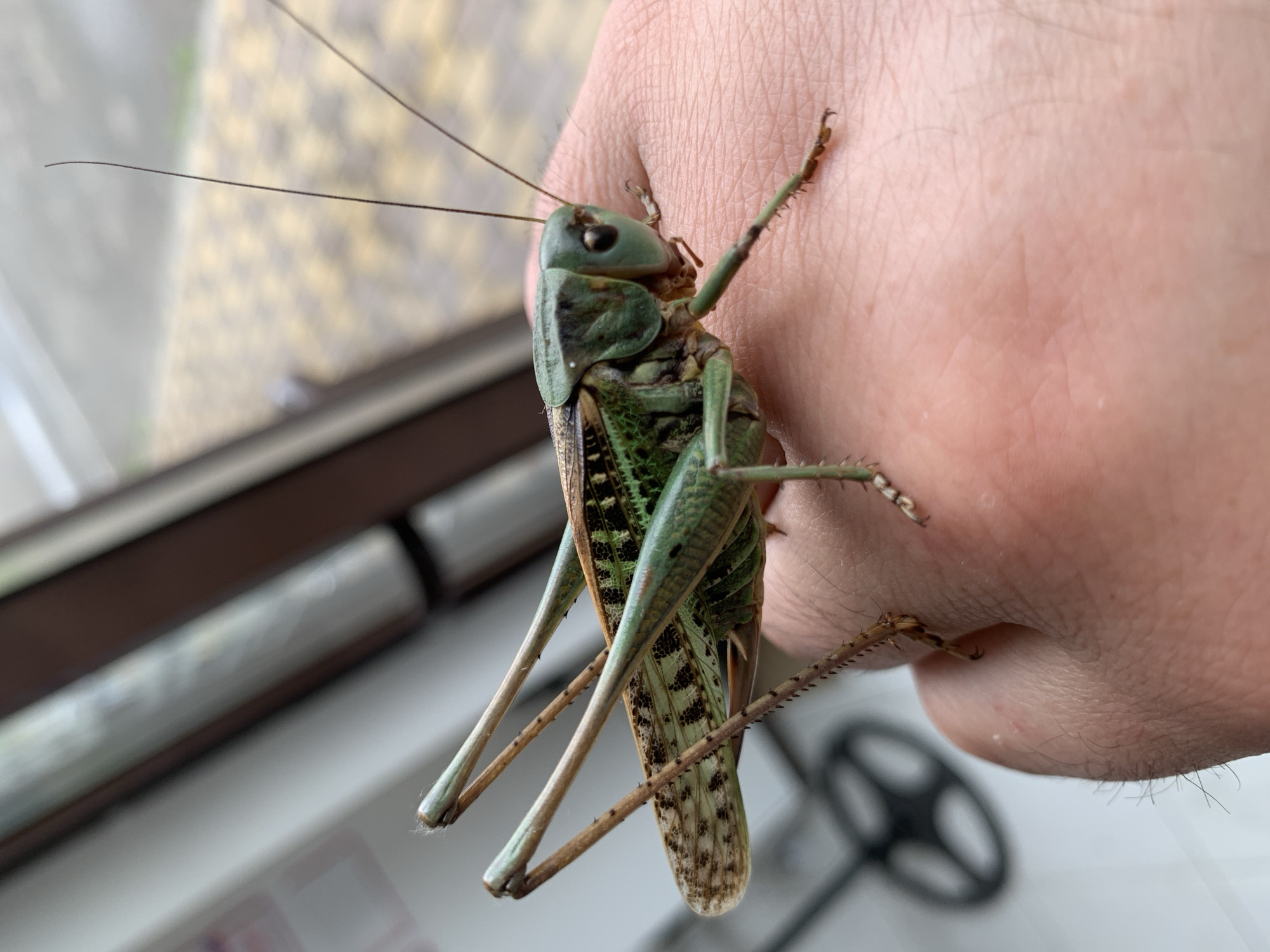 A close-up, eye-level, outdoor, medium shot captures a large, green grasshopper perched on the palm of a human hand. The grasshopper is positioned horizontally, facing right, with its body extending across the palm. Its long antennae stretch upwards and to the right. Its legs are visible, with the hind legs appearing particularly robust and spiny. The grasshopper's wings are partly open, revealing intricate patterns. The human hand shows visible skin texture and a light covering of hair. The background is blurred, suggesting an outdoor environment with a paved surface and vertical structures, possibly a building or a doorway, hinting at a location within the city of Kropotkin, Russia. The overall lighting is natural, indicating it is daytime.