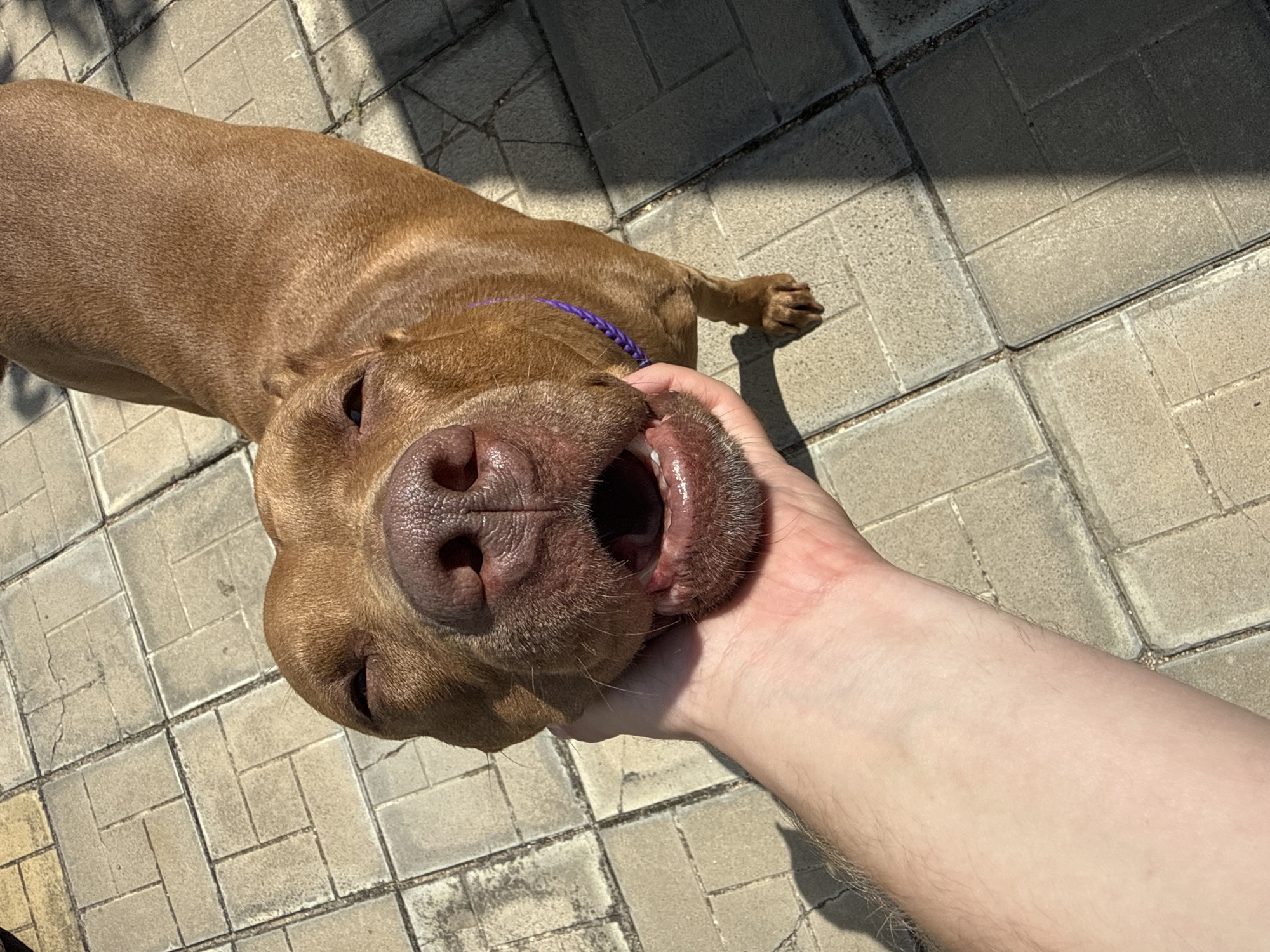 An eye-level, close-up shot shows a brown dog with its mouth open, panting, as a person's hand supports its chin. The dog's head fills the majority of the frame, with its snout and muzzle prominently displayed. The dog appears to be outdoors, on a paved surface made of square, tan-colored tiles. Shadows from an unseen object fall across the tiles, suggesting a sunny day. A thin, purple braided collar is visible around the dog's neck. The background shows more of the tiled ground and hints of greenery. The location is confirmed as Zatoka, Ukraine.