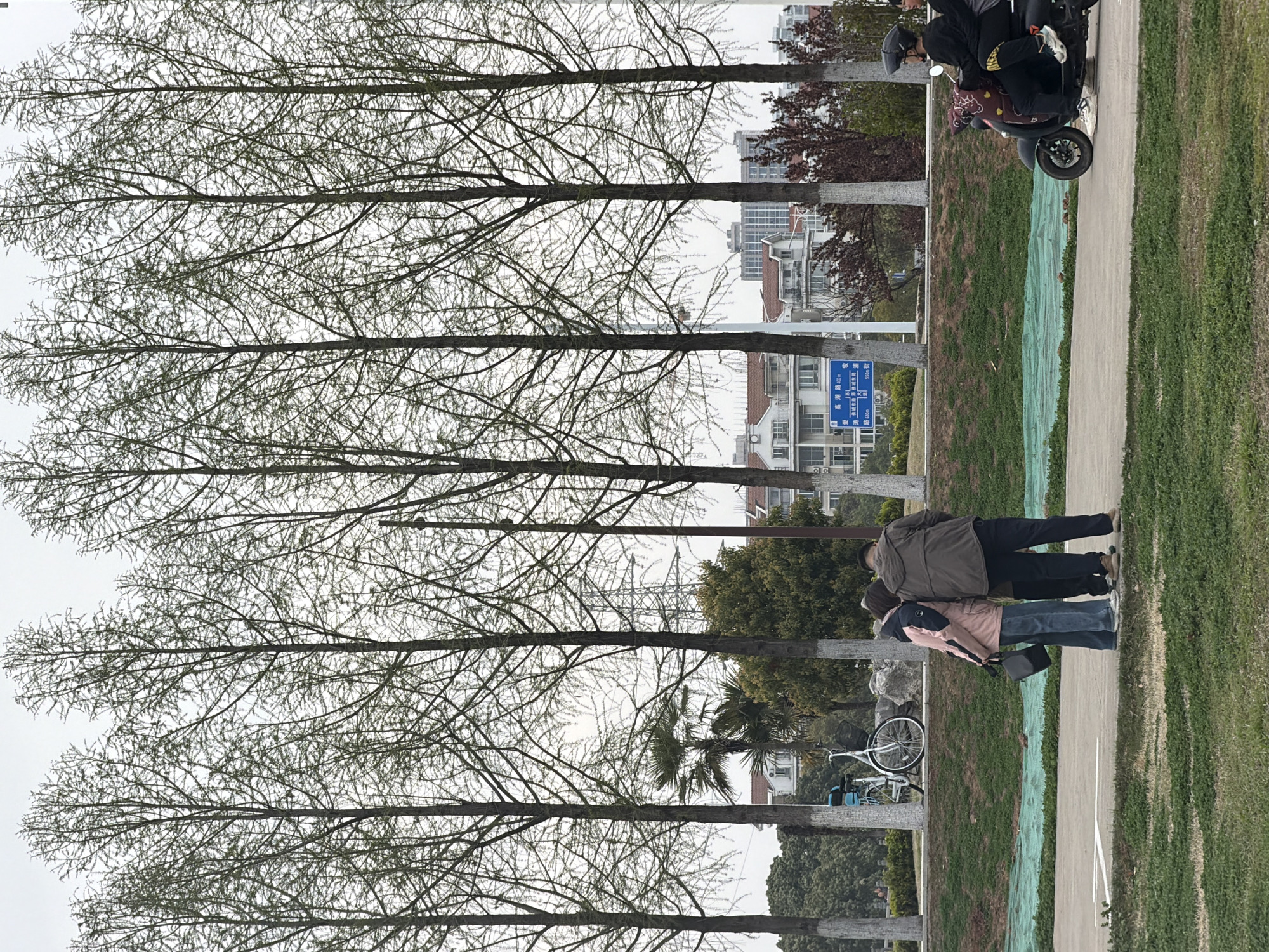 The image displays an outdoor urban environment in Jiangning District, China, under an overcast sky. A long, paved path spans horizontally across the mid-ground, flanked by strips of green grass. In the immediate foreground, a patch of green grass is partially covered by a light green mesh net. On the paved path, a group of three individuals is visible from the rear, standing stationary on the left. One person wears a pink jacket and blue jeans, carrying a black shoulder bag. Another, taller individual wears a dark olive jacket and dark pants. A third, smaller person is partially obscured between them. To the right on the same path, two individuals ride a dark-colored electric scooter, moving from left to right. The driver wears a black helmet and black attire. A white bicycle with blue accents is parked against a tree on the left side of the path. Behind the path, a prominent line of tall, slender trees with dark trunks and white-painted bases extends across the frame. These trees show sparse, light green foliage, indicative of early spring. A blue and white road sign, displaying Chinese text including "Gaoxuan Road 400m", is visible between the trees on the right. In the background, beyond the trees, various buildings are present, including multi-story residential structures with reddish-brown roofs and taller, modern buildings in the distance. A large palm tree is also visible on the left behind the path.