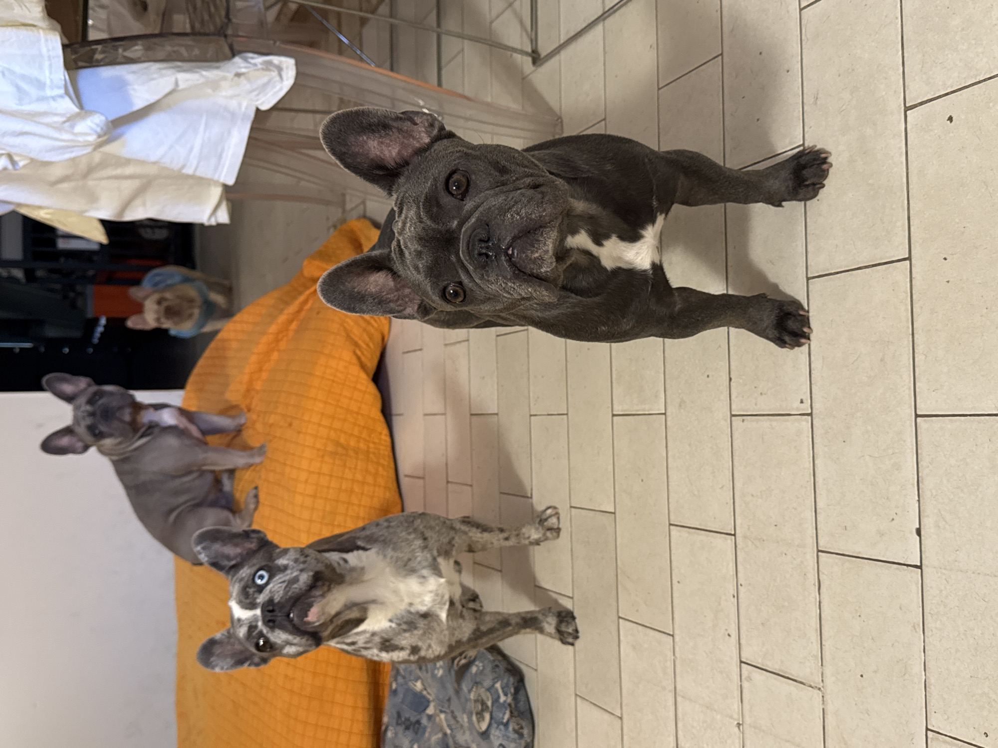 Four French Bulldogs are present in the image. One dog, a brindle color with heterochromia (one blue eye, one brown eye), stands on a light-colored tiled floor in the foreground, looking upwards. Behind it, a solid dark gray French Bulldog stands on the same tiled floor, facing the camera. In the background, another solid gray French Bulldog sits on an orange surface, and further back, a fawn-colored French Bulldog wearing a blue coat is visible. The environment appears to be an indoor setting with a tiled floor, an orange cushioned surface, and some background elements suggesting a domestic space. The image does not provide any information about its location in San Benedetto del Tronto, Italy, or any other geographical information.