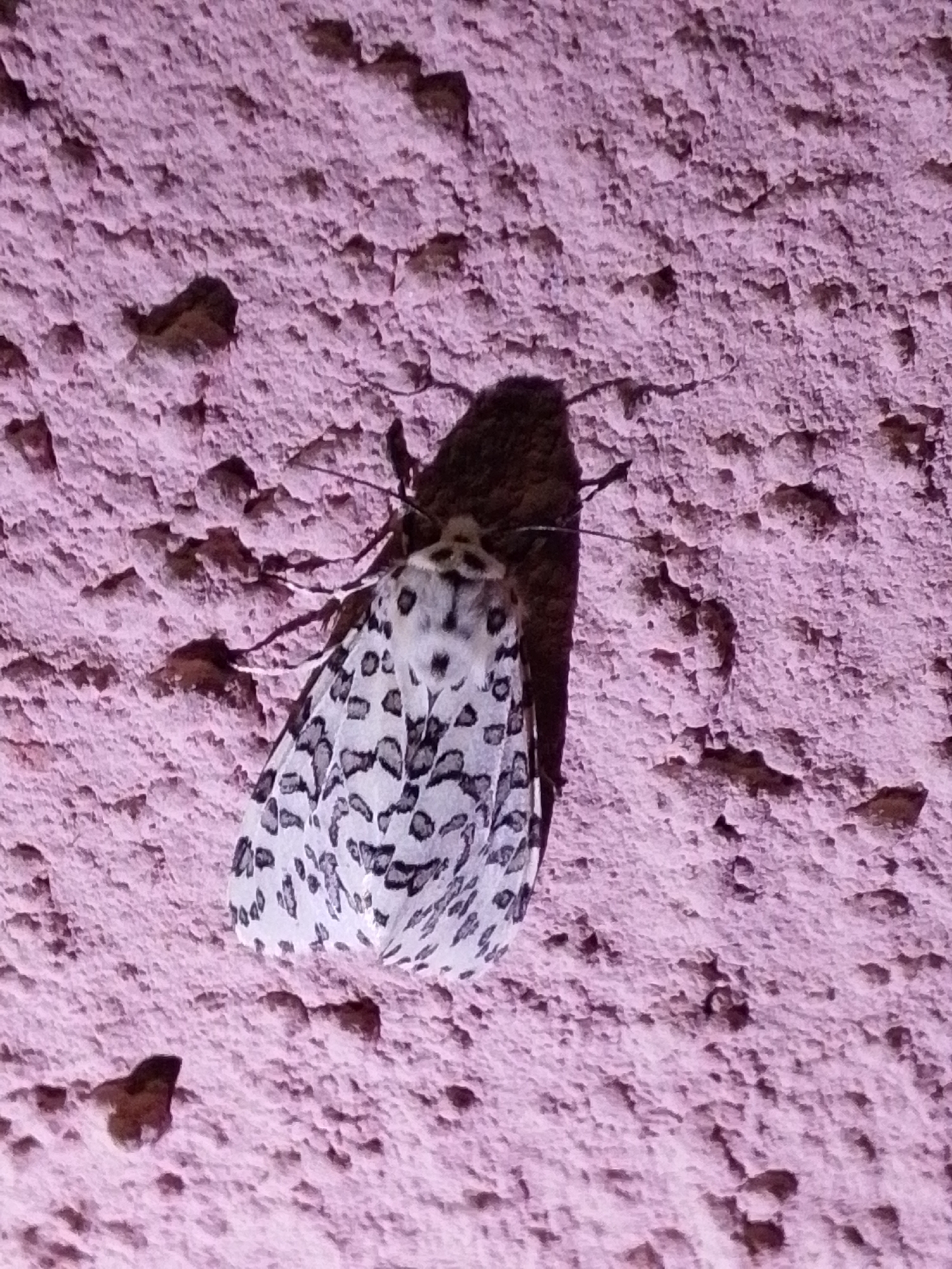 A moth with black and white spotted wings rests on a rough, textured pink surface. The moth's body is dark and its wings are spread open, revealing a complex pattern of irregular black spots on a white background. The pink surface appears to be a wall or a similar structure, with visible imperfections and shadows. The lighting suggests it might be outdoors during the day. The scene is static, with the moth appearing to be at rest. The exact location in Serti, Nigeria is not discernible from the image itself, but it is a close-up view of the moth and its immediate surroundings.