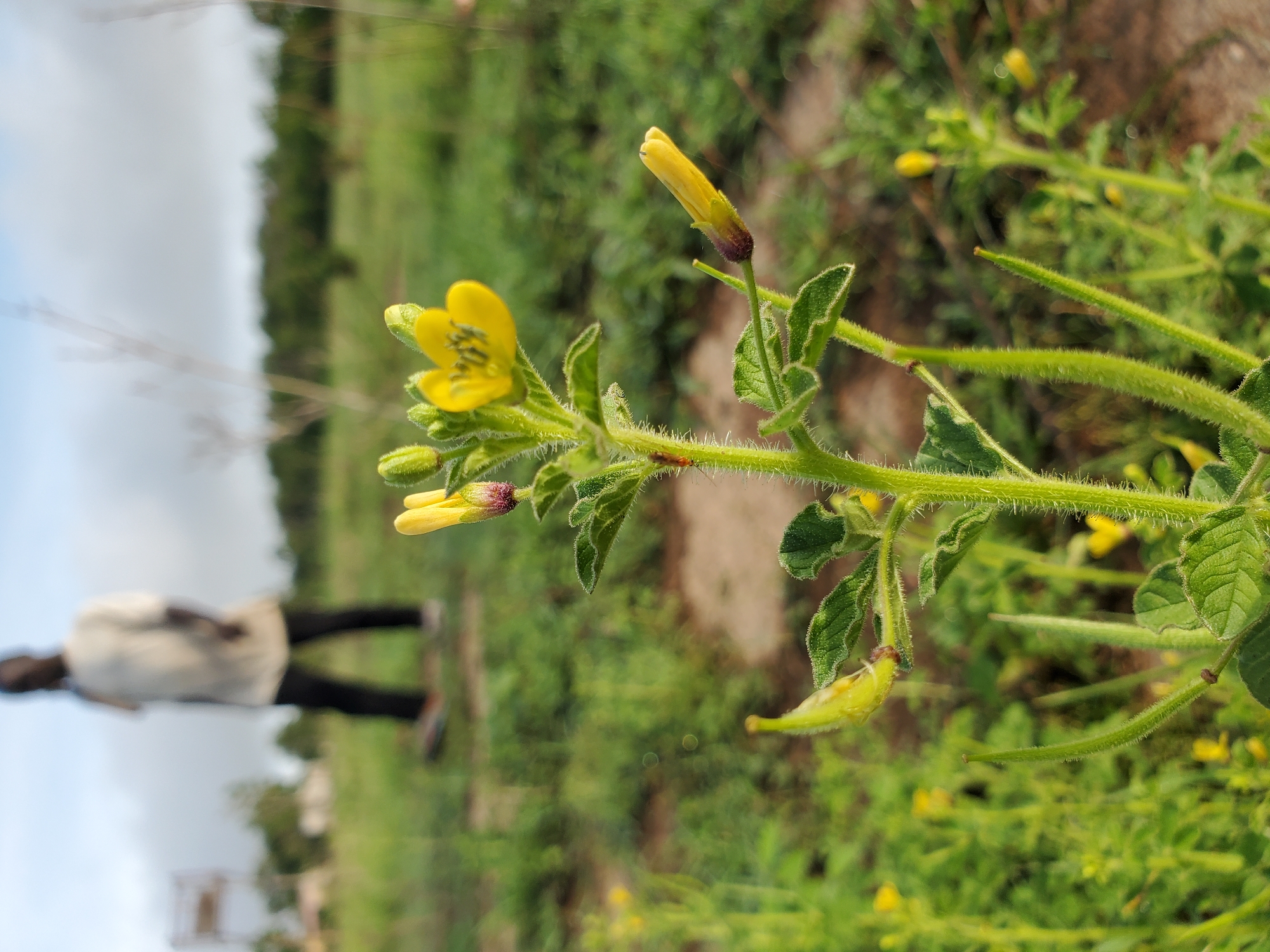 The image depicts a close-up of a flowering plant with small, yellow flowers and fuzzy green stems and leaves. The plant appears to be growing in a grassy area. In the background, out of focus, a person wearing light-colored shirt and dark pants is walking in an open field. The location is possibly in Mararaba, Nigeria.