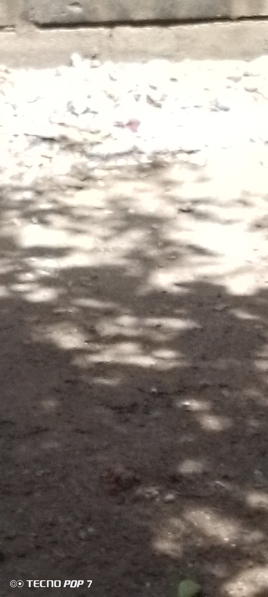 This vertical image captures a sun-dappled ground surface, likely an unpaved path or area, in Altagracia, Venezuela. The scene is characterized by strong contrasts between patches of bright sunlight and irregular, dark shadows, suggesting the presence of overhead foliage like tree leaves. The ground appears dry, textured, and dusty, with scattered light-colored debris, possibly small stones or paper fragments. A tiny, distinct pink speck is visible within a bright patch near the upper portion of the frame.
Towards the top, a lighter, more uniform horizontal strip, possibly a concrete curb or a section of pavement, marks a transition in the terrain. A blurry green element, likely a leaf or plant, is faintly visible at the very bottom right corner. The distinct shadows and bright highlights indicate it is daytime with clear, sunny weather. No people or animals are visible, and no specific activity is taking place. The image is a static ground view. The text "TECNO POP 7" is watermarked in the bottom left corner, identifying the capture device.
