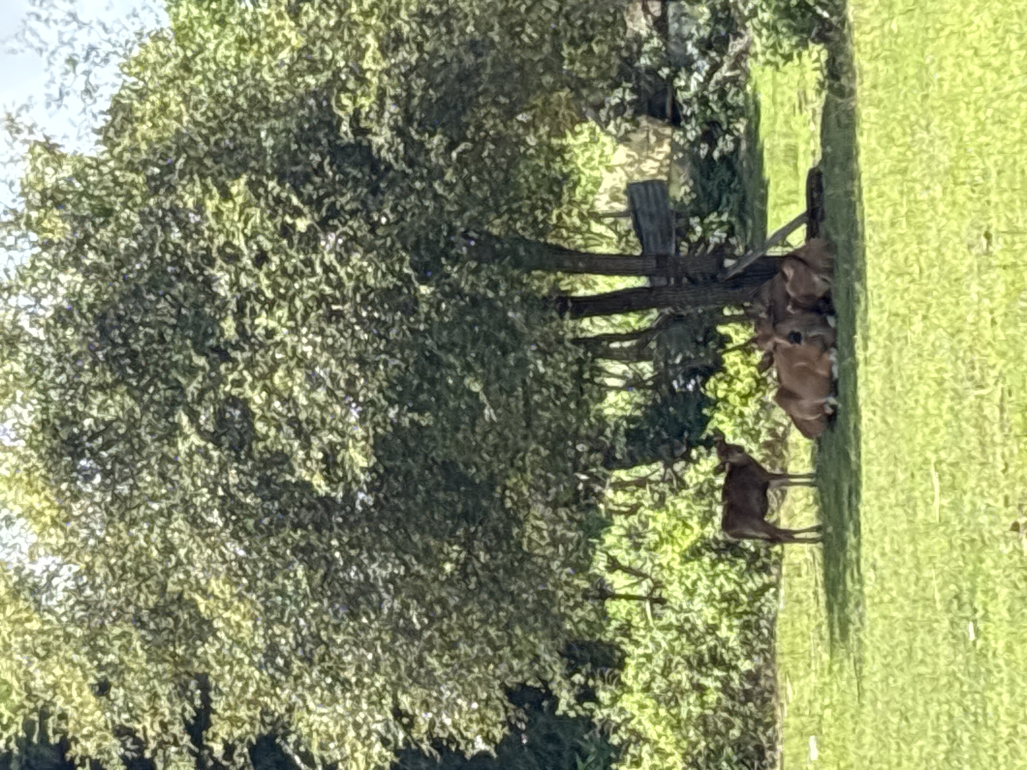 The image shows a group of deer resting in a grassy area partially shaded by a large tree. Some deer are lying down, while one stands. A wooden fence runs near the edge of the grass. The location is Kuta Selatan, Indonesia.