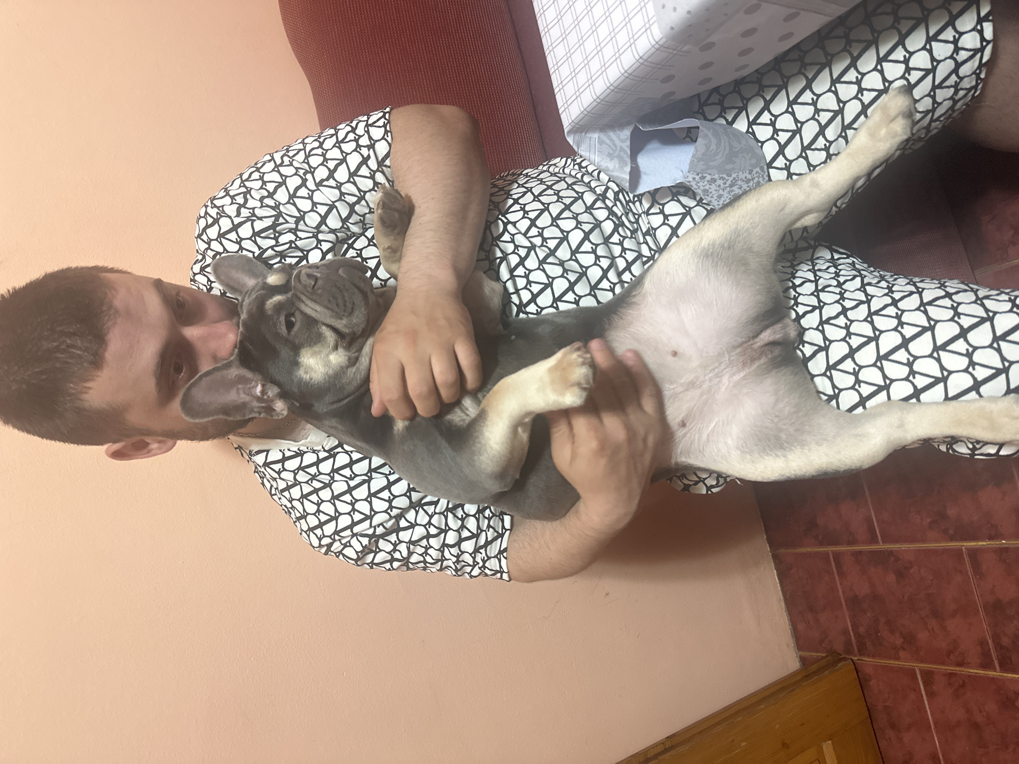 A man is holding a French Bulldog in his lap. The man has short dark hair and is wearing a white shirt with a black pattern. The dog is gray and white and is lying on its back. The man is holding the dog with both hands. The background is a peach-colored wall and a red couch. There is a table with a white and gray checkered tablecloth in the background. The floor is tiled with red and brown tiles. There is a wooden trim along the bottom of the wall.