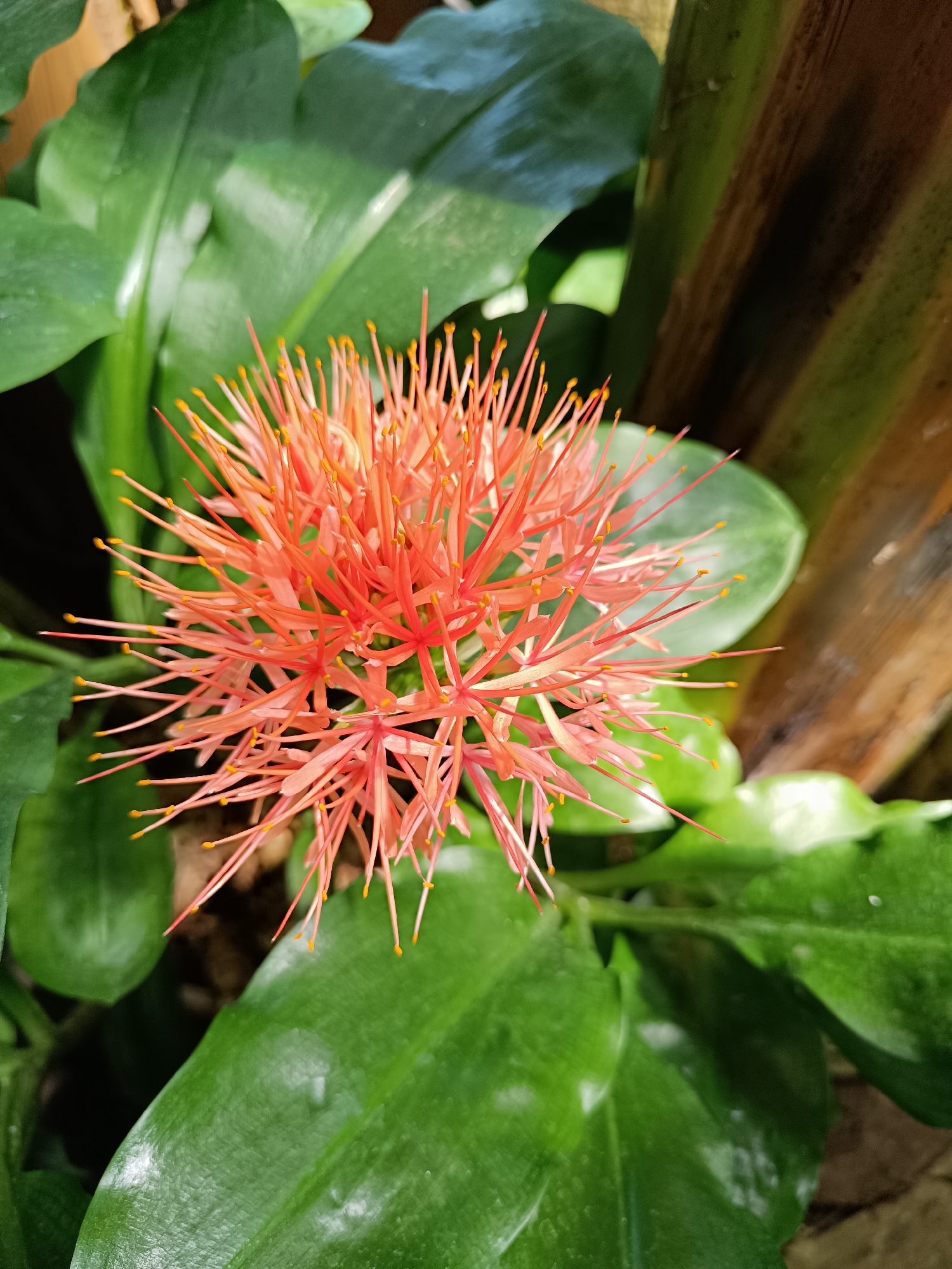 A single, vibrant orange flower with delicate, spiky petals and yellow tips is centrally placed in the frame. It is surrounded by large, lush green leaves, some of which are glossy and reflective. To the right of the flower, a textured, brown surface, possibly a wooden fence or bamboo, adds a contrasting element to the composition. The lighting suggests an outdoor setting, with sunlight illuminating the flower and leaves, creating subtle highlights and shadows. The background is blurred, drawing the viewer's attention to the intricate details of the bloom.
This image was not taken in Gliwice, Poland.