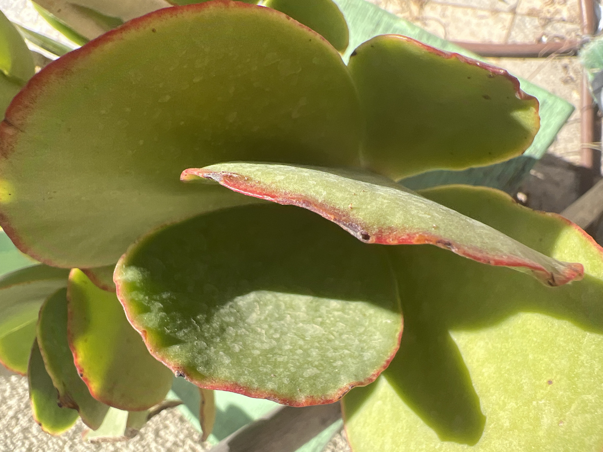 The image shows a close-up of a succulent plant with large, fleshy, green leaves. The edges of the leaves are tinged with red. The plant is positioned outdoors, bathed in bright sunlight, casting distinct shadows on the leaves. In the background, a textured wall and some paving stones are visible, suggesting an urban outdoor setting. The scene is devoid of any people or animals. The plant appears healthy and well-lit, with no visible signs of damage or distress. The focus is entirely on the plant's form and coloration. This image was taken in Hadera, Israel.