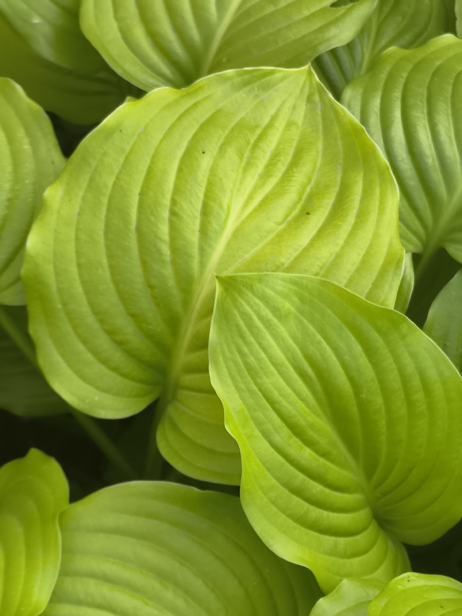 The image is a close-up, top-down view of several bright green hosta leaves. The leaves are large and heart-shaped with prominent parallel veins that run the length of each leaf. The lighting highlights the texture and sheen of the foliage, creating a vibrant and lush appearance. The background is dark and out of focus, emphasizing the foreground leaves. The scene is in Dobrogea Veche, Moldova. There are no people or animals visible in the image.