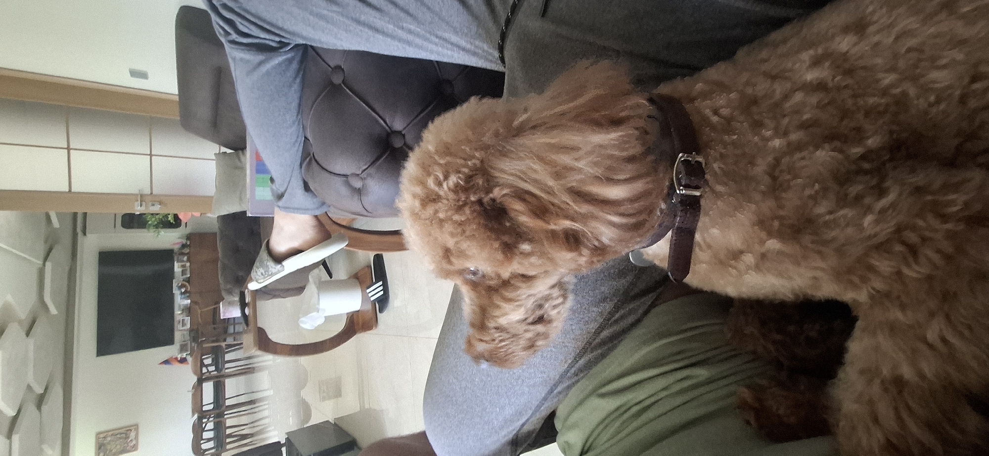 A medium shot captures a brown poodle with a brown collar sitting on a person's lap in a living room. The person is wearing gray sweatpants and a green shirt. Their feet, clad in a silver slipper, are propped on a dark brown, tufted ottoman. In the background, a television is mounted on the wall above a wooden console displaying framed photos. A wooden dining set with chairs is visible to the left, and a wooden side table with a white tissue box and black flip-flops sits on a tiled floor. The scene is set in a well-lit interior, presumably a residential space within the city of Pleven, Bulgaria.
