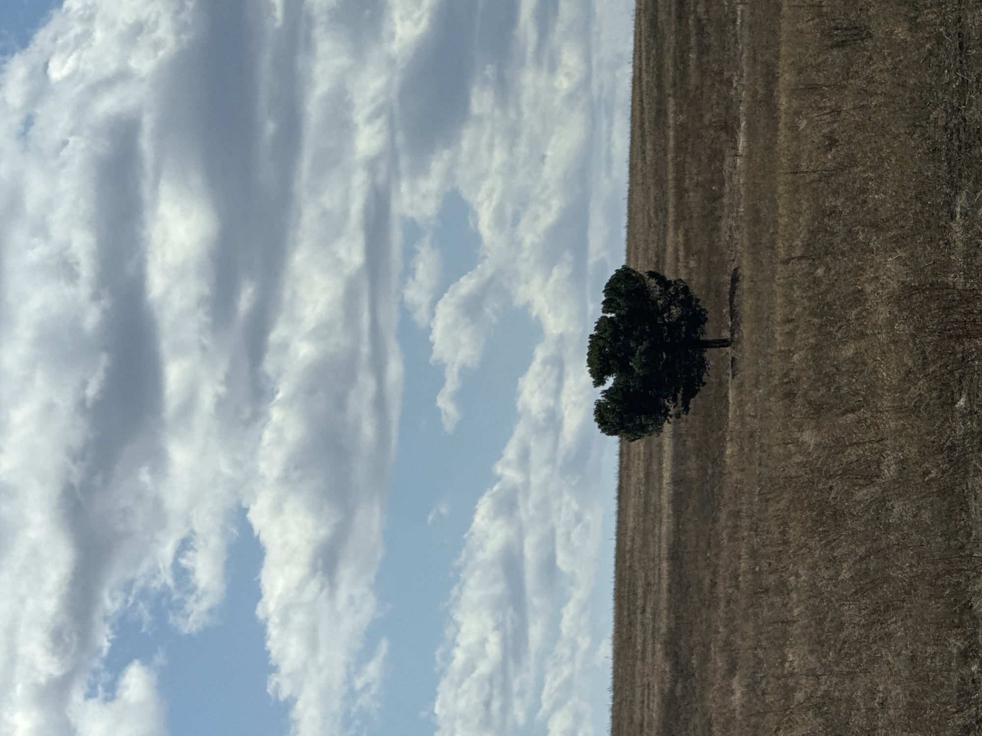 The scene depicts a solitary tree standing in a field. The sky occupies a substantial portion of the image, displaying a pattern of clouds. There are no indications of the location being Zhandat, Russia or any human presence, interaction, or activity. The focus is solely on the natural landscape consisting of the field, tree, and sky.