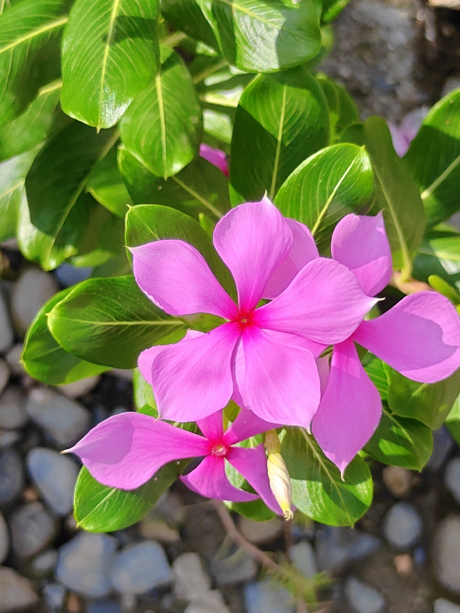 A close-up, outdoor shot captures multiple vibrant pink flowers with five petals each, blooming amidst lush green leaves. The flowers have a bright red center. The background is blurred, showing small, gray pebbles and hints of sunlight dappling the scene. The image appears to be taken at ground level, focusing on the intricate details of the plant and its blooms. This scene is situated in the city of Tharpu, Nepal.