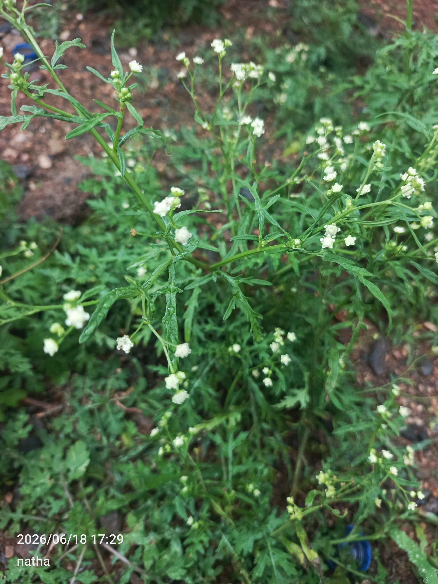 A close-up, slightly blurry photograph captures a cluster of small, white wildflowers with delicate green stems and leaves. The plants are growing in a natural outdoor setting. The background consists of blurred green foliage and reddish-brown soil with small stones, suggesting a garden or natural environment. In the bottom left corner, a timestamp "2026/06/18 17:29" and the text "natha" are visible, likely annotations from the image source. There are no people or discernible actions in the image. The scene appears to be located in El Chaparral, Venezuela.