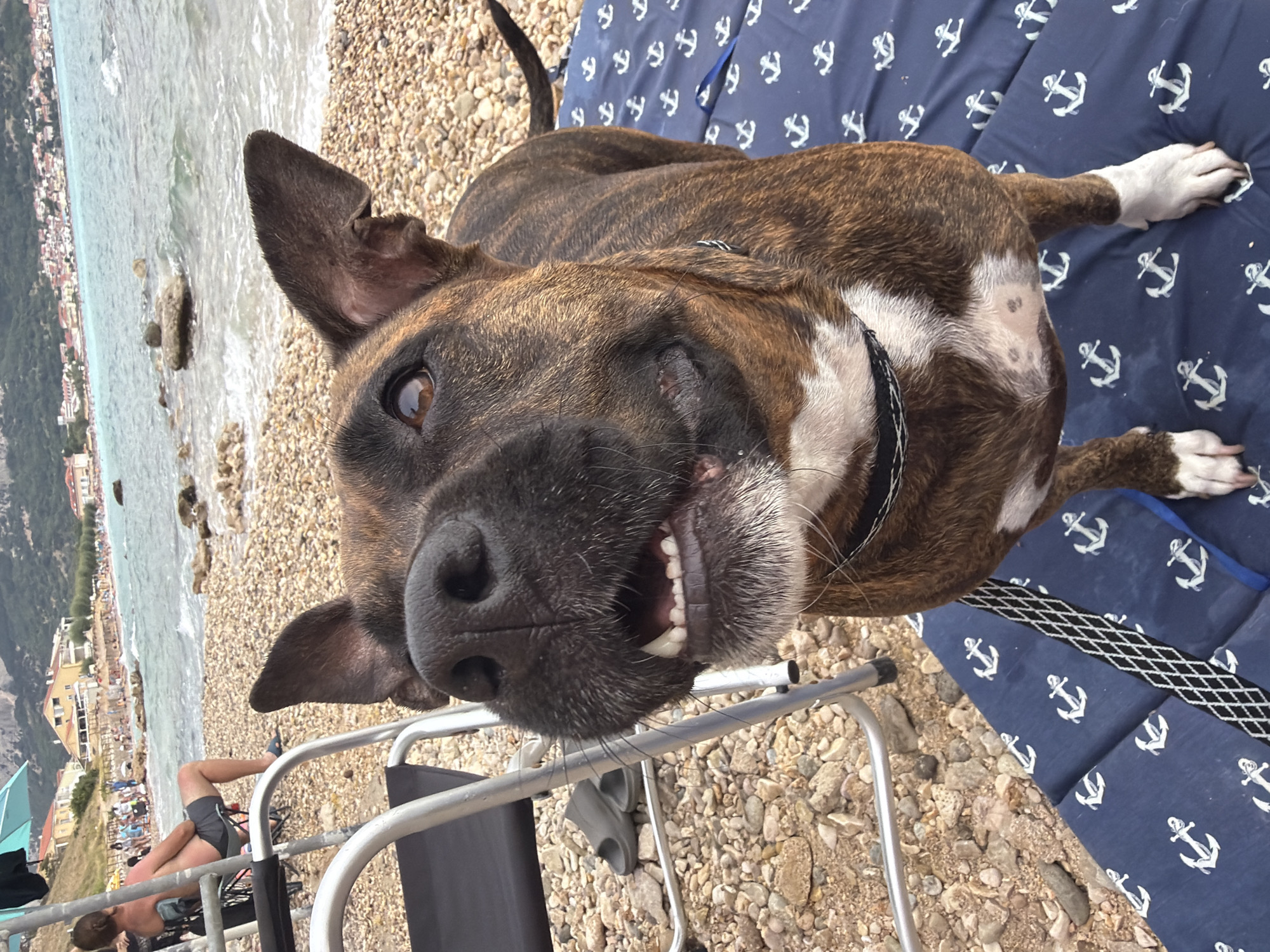 The image depicts a brindle-colored dog with a white chest and white-tipped paws, standing on a blue mat with white anchor patterns. The dog is looking towards the right of the frame, with its mouth slightly open, revealing teeth. In the background, a beach is visible with pebbles and scattered rocks. Beyond the beach, the turquoise water of the sea stretches towards a coastline with buildings and hills. Several people are present on the beach and in the water, suggesting a public recreational area. A person is seated in a wheelchair on the left side of the image, partially obscured by a metal-framed chair. The scene is set in Općina Baška, Croatia, likely on the beach.