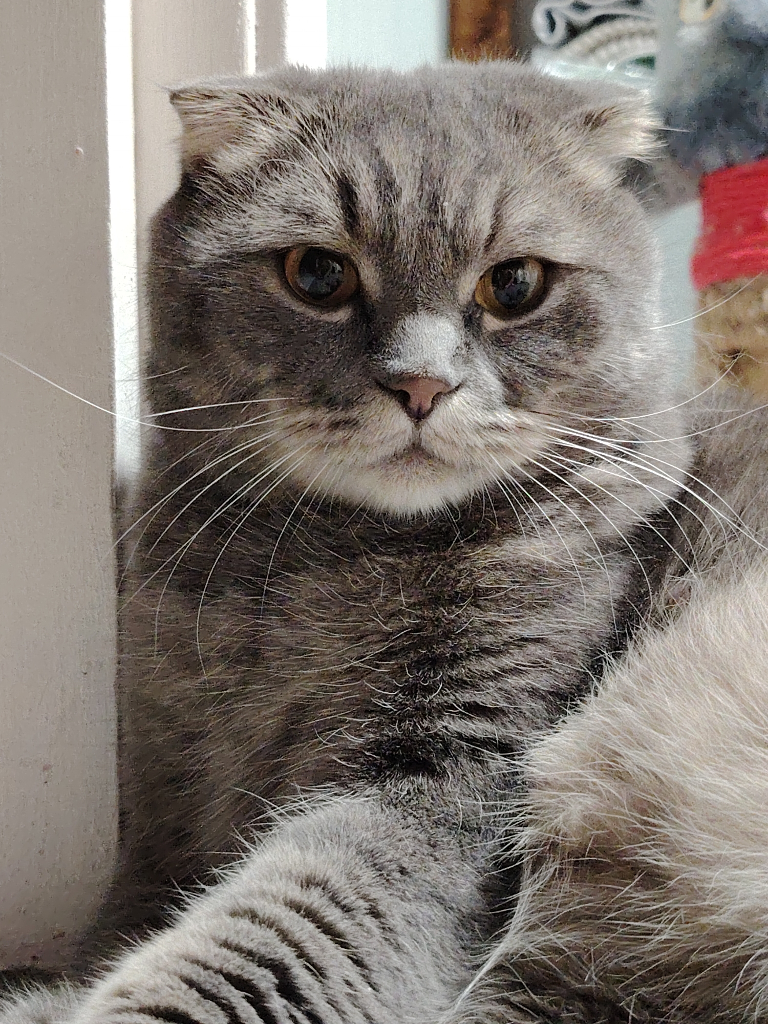 A gray Scottish Fold cat is lying down next to a white wall. The cat has golden eyes and long white whiskers. The background is blurry, but there appears to be a cat tree with red rope on it. The location of the image is stated as being in the city of Марковский, Russia.