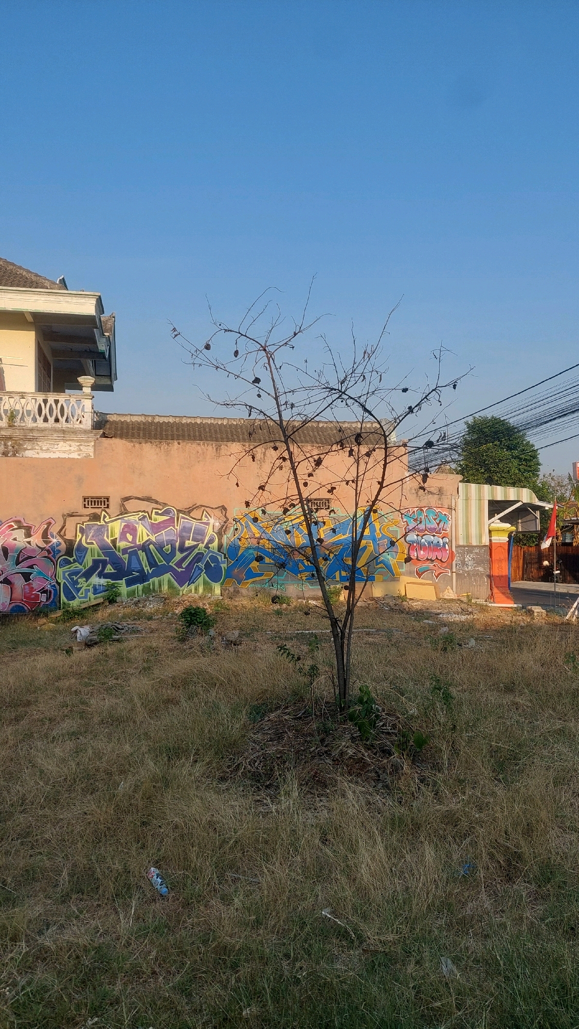 The image depicts an outdoor scene with a clear blue sky. In the foreground, dry, tall grass covers the ground. A small, bare tree stands in the center of the frame. Behind the tree, a long, salmon-colored wall is covered in colorful graffiti. To the left of the wall, a portion of a yellow building with white trim and decorative railings is visible. To the right of the wall, a section of a striped awning over a building entrance is visible, with a red and white flag mounted on a pole to its right. The overall environment suggests an urban or semi-urban setting.