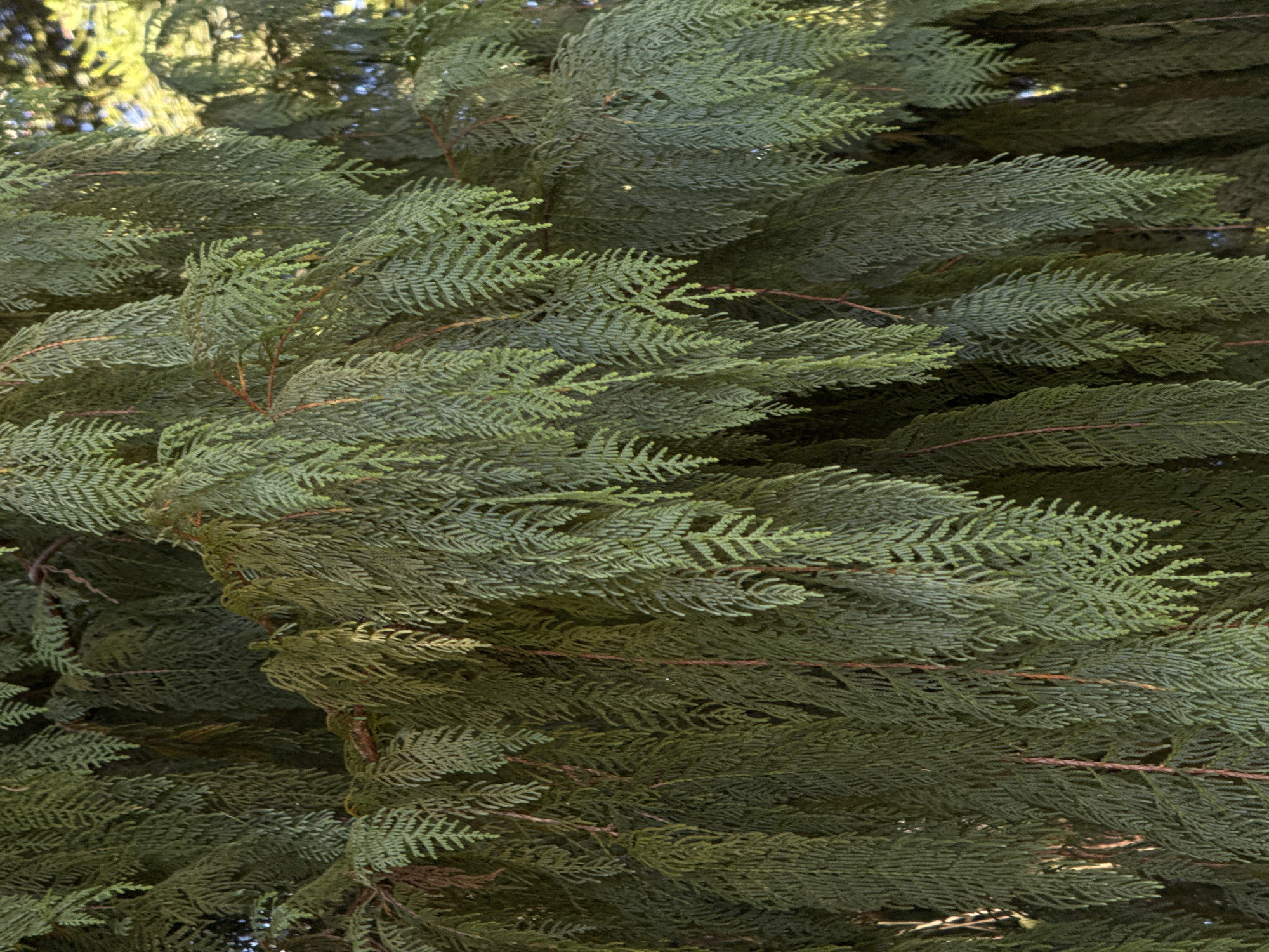 The image is a close-up, detailed view of the dense, cascading foliage of a coniferous tree, likely a type of cypress or cedar, with its branches and needles filling the frame. The leaves are a deep, rich green, with some individual needles clearly defined and others blurred by depth of field. The texture of the foliage is intricate, with many small, scale-like leaves forming feathery fronds. Thin, reddish-brown branches are visible in places, crisscrossing through the greenery and providing structural support. Sunlight filters through the canopy in some areas, creating highlights and casting subtle shadows, giving the foliage a three-dimensional quality. The overall impression is one of lush, natural growth. The location is a part of Baturiti, Indonesia, a region known for its verdant landscapes and agricultural areas, suggesting this tree might be found in a garden, park, or natural setting within the municipality. There are no people or man-made objects prominently featured in the image.