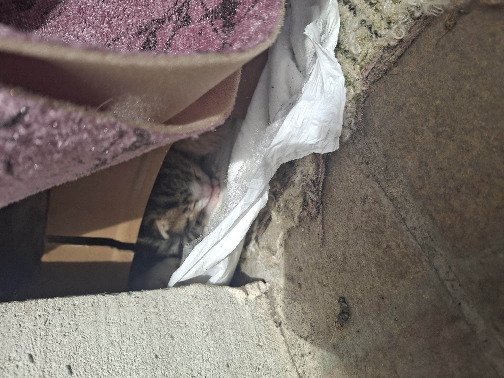 A close-up shows a small tabby kitten nestled in a confined space. The kitten is partially obscured by a crumpled white plastic bag and a piece of patterned purple fabric. The kitten's face is visible, indicating it is sleeping or resting. The surrounding environment includes what appears to be a concrete or stone surface, and a piece of old, possibly deteriorated carpet or rug with light-colored, curled fibers. A cardboard box is also visible behind the kitten. The scene suggests the kitten has found shelter in a cramped, makeshift location.