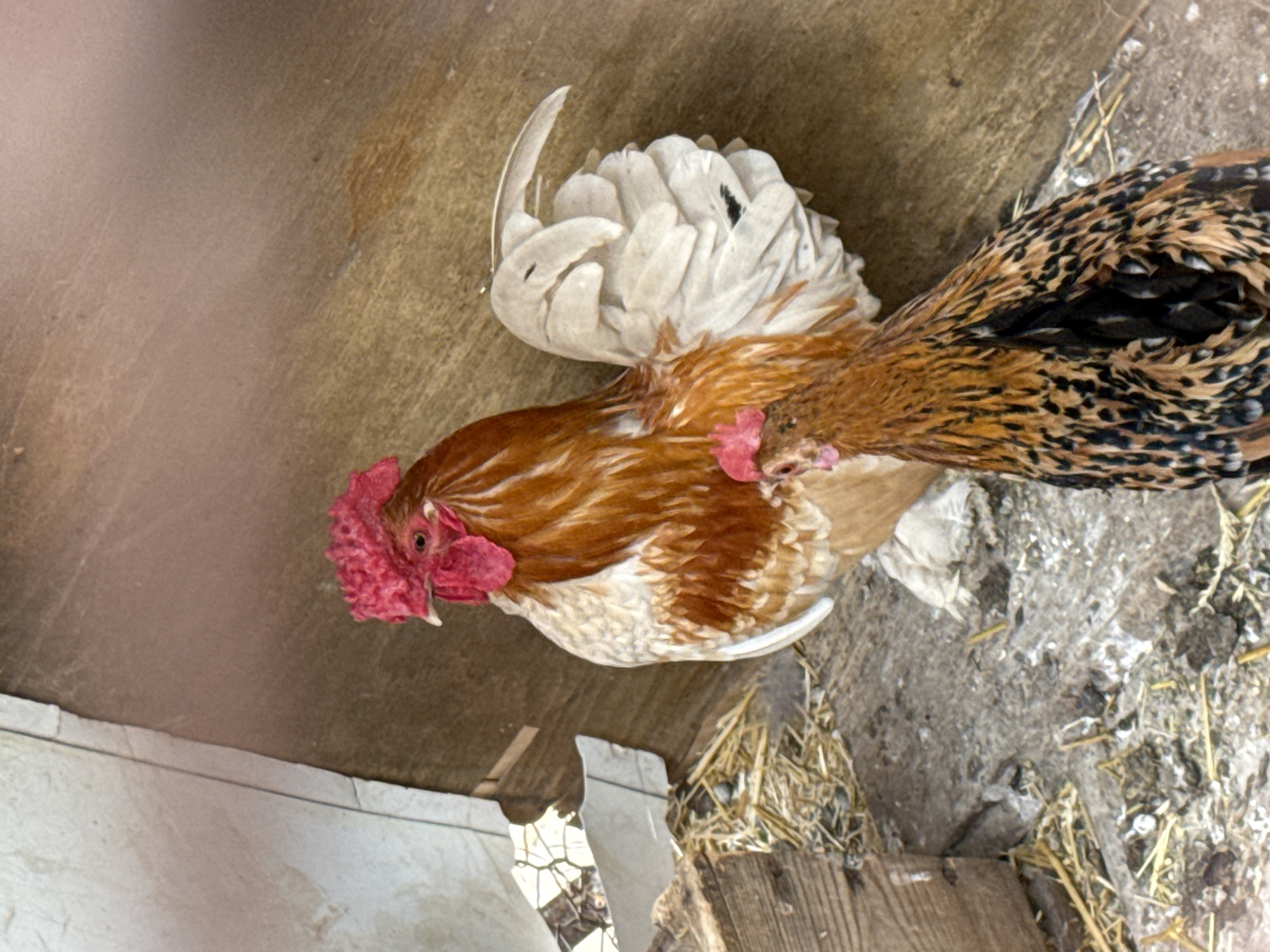 In Baurene, Bulgaria, inside a structure with wooden walls and a concrete floor, two chickens are observed. One chicken, a rooster, stands prominently with its red comb and wattles, its plumage a mix of reddish-brown and white. It is positioned to the left of the frame. In front of and partially below the rooster, a second chicken, likely a hen, is visible. Its feathers display a striking pattern of black, brown, and tan. The environment includes scattered straw and debris on the ground, with a wooden beam visible in the lower left corner. The lighting suggests an indoor setting, possibly a coop.