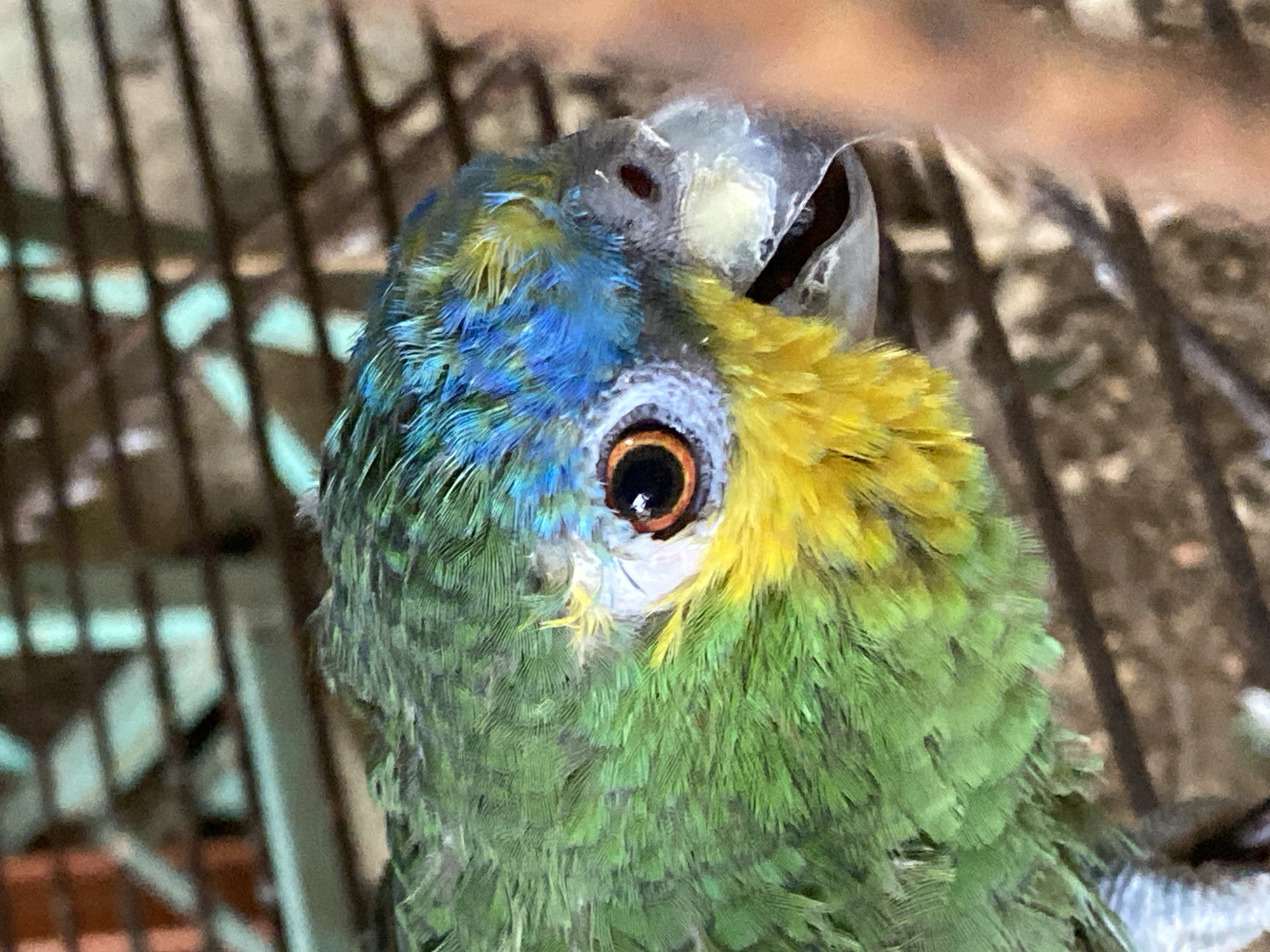 A close-up image of a green parrot with blue and yellow plumage on its head is visible inside a cage. The location is Tinaquillo, Venezuela. The parrot's eye is brown and the beak is gray. The cage bars are visible in the background.