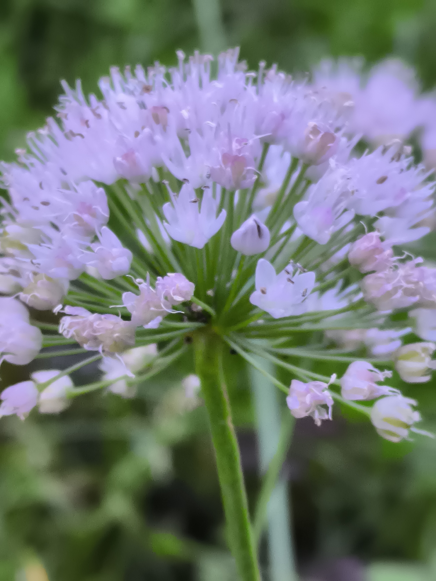 The image shows a close-up, slightly blurred view of a cluster of small, pale lavender flowers with green stems. The flowers are arranged in a spherical shape, with individual florets radiating outwards. Some florets appear to be fully open, revealing delicate petals and stamens, while others are still in bud form. The background is a soft, out-of-focus wash of green, suggesting foliage or grass. The lighting is natural and diffused, casting no harsh shadows. The scene is likely outdoors, possibly in a garden or natural setting, given the presence of vegetation. There are no people, animals, or man-made structures visible. The image appears to be taken in Žiaukos, Lithuania, based on the provided context.