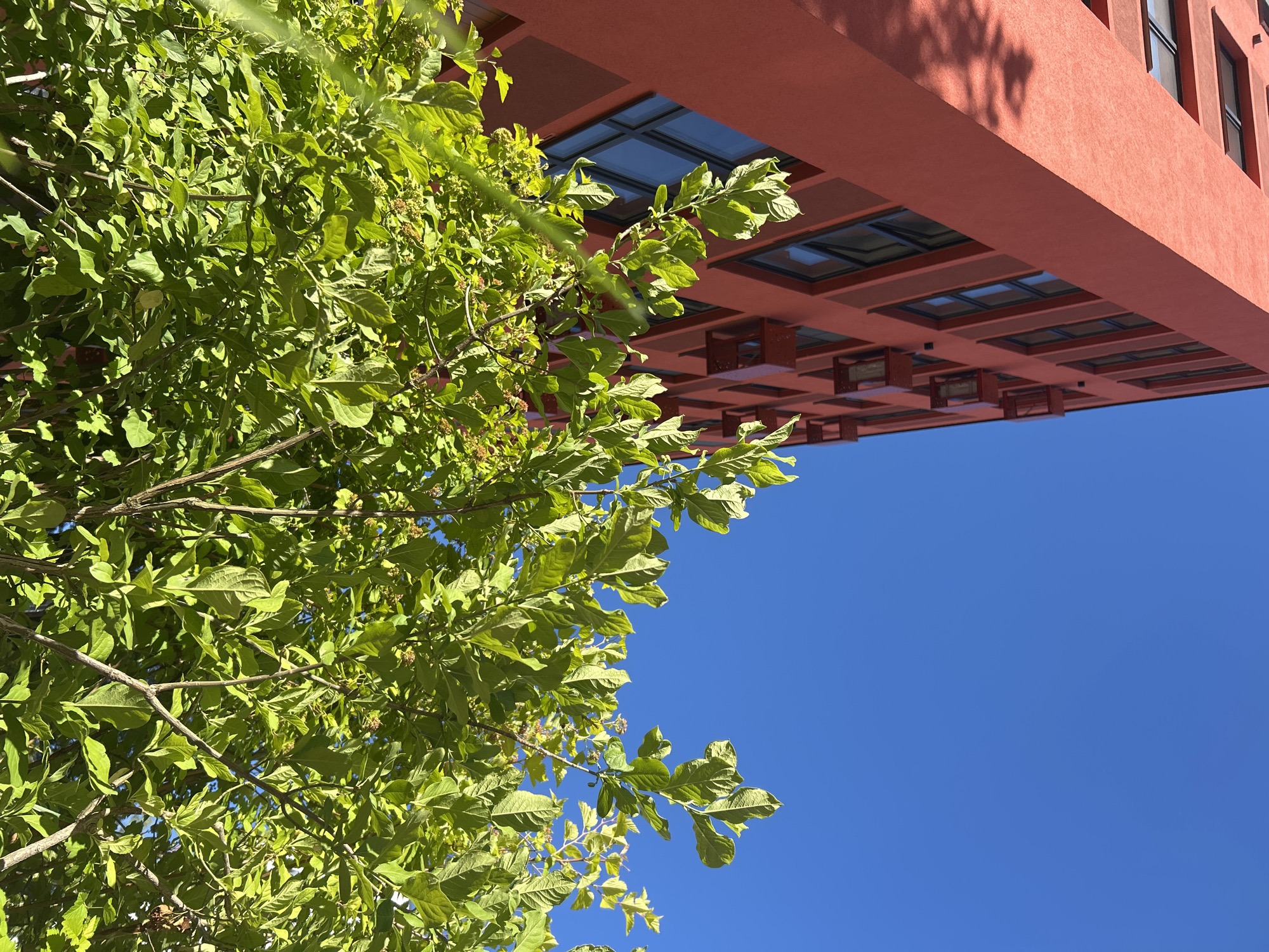 The image, taken outdoors in Kaluga, Russia, shows a low-angle view of a vibrant green tree with lush foliage in the foreground. The branches and leaves are brightly illuminated, suggesting it is daytime. Behind the tree, a modern building with a distinctive reddish-orange facade is visible. The building features a repeating pattern of rectangular windows set within recessed squares, and what appear to be skylights on its underside, creating a layered architectural effect. The sky above is a clear, deep blue, indicating fair weather. The composition is a juxtaposition of nature and contemporary architecture, with the organic form of the tree contrasting with the geometric lines of the building. There is no visible text in the image. The overall impression is one of a bright, sunny day in an urban or semi-urban setting.