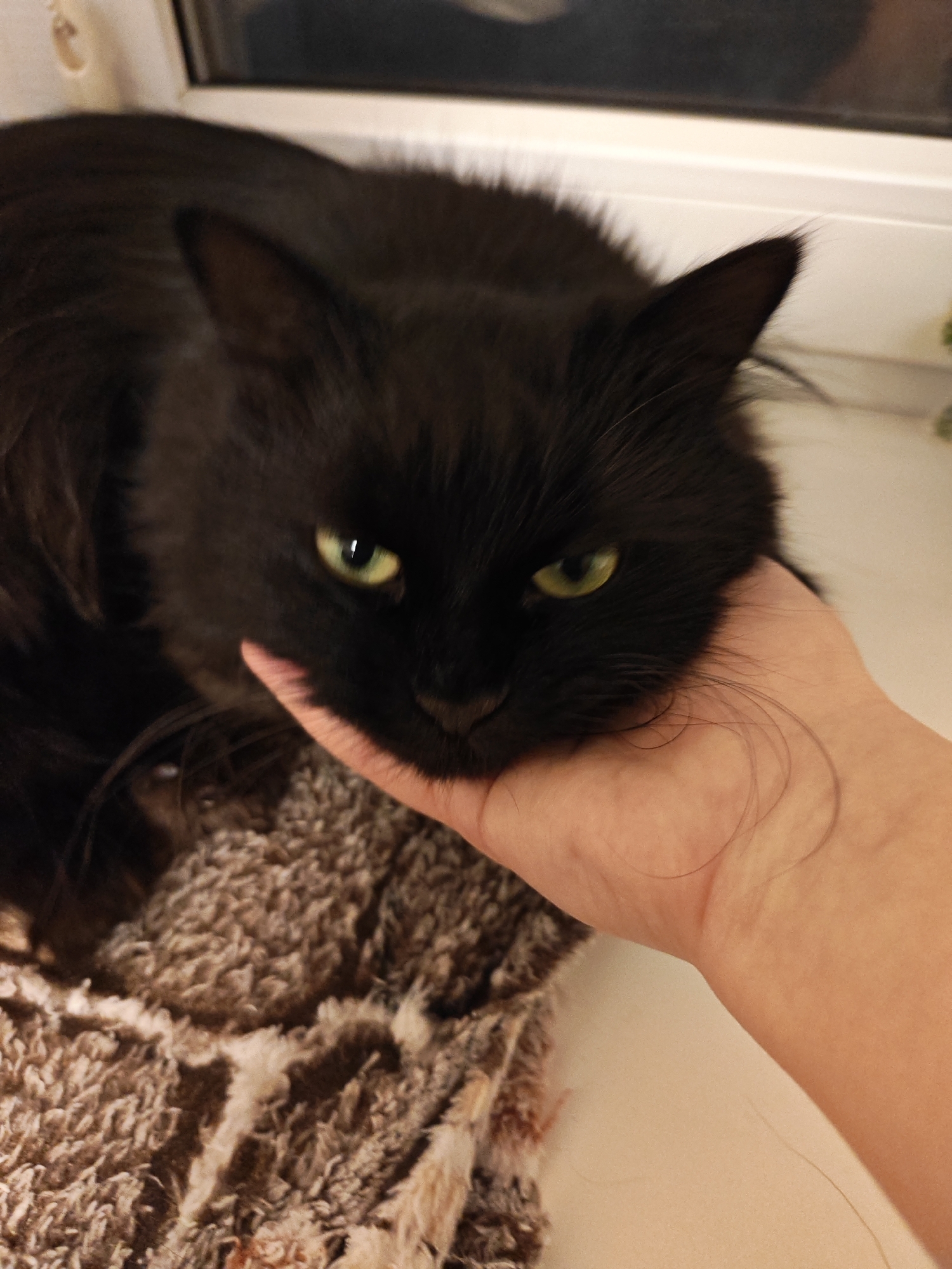 A fluffy black cat with green eyes is resting its head on a person's hand. The cat is lying on a textured brown blanket. The background appears to be indoors, with a window and a white sill visible. The image was taken in Bataysk, Russia.