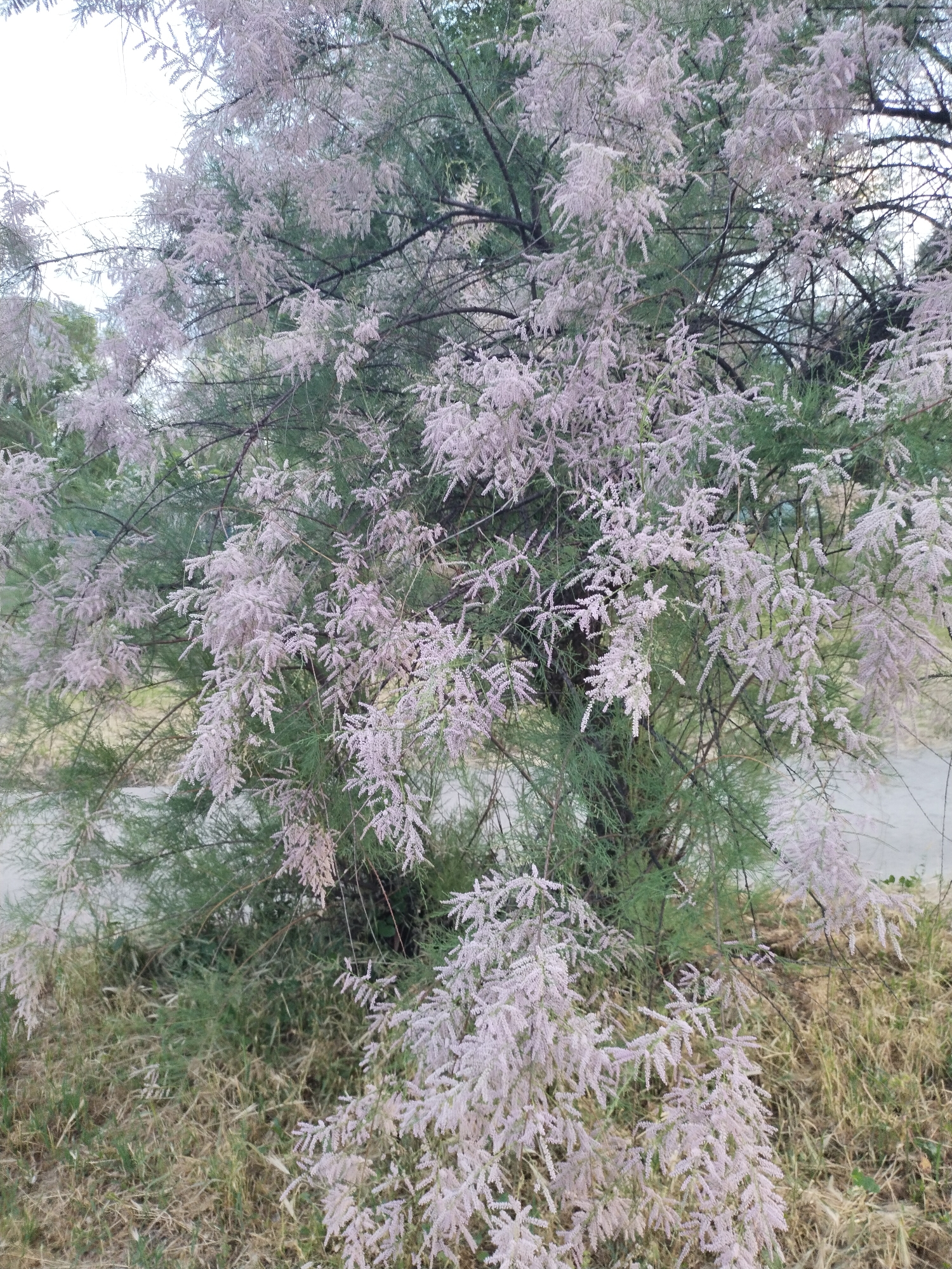 The image captures a flowering Tamarix tree in the city of Horishni Plavni, Ukraine. The tree, filling most of the frame, exhibits numerous dense clusters of small, pale pink to near-white flowers. Its foliage is characterized by fine, scale-like, light green leaves. Darker structural branches are visible amidst the dense floral and leaf coverage. The upper background shows an overcast, bright sky. The lower section of the image features ground cover consisting of dry, yellowish-brown grass mixed with some patches of green vegetation. A light-colored surface, possibly a pathway or road, is faintly visible in the mid-ground on the right side. No individuals or animate subjects are present.