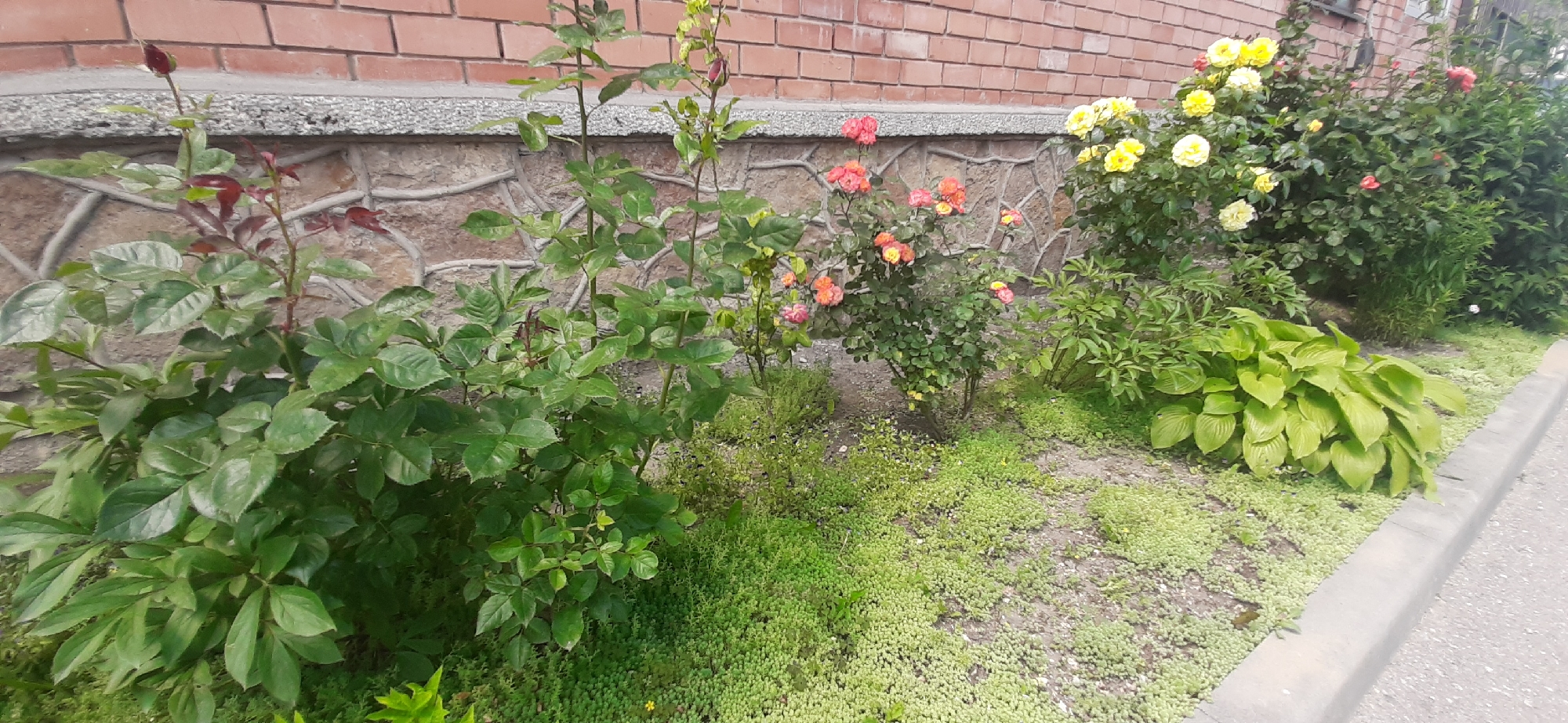 The image shows a close-up view of a garden bed in front of a brick building, likely located in Yessentukskaya, Russia. The garden bed is filled with various plants, including rose bushes with red and yellow blooms, and a large hosta plant with bright green leaves. The ground is covered with small, green ground cover plants. A concrete curb runs along the right edge of the frame, separating the garden bed from an asphalt surface, possibly a road or sidewalk. The building's foundation, made of stone and concrete, is visible behind the plants. The scene is devoid of any people or animals, and no specific actions are depicted. The lighting suggests it is daytime, with sunlight illuminating the plants.