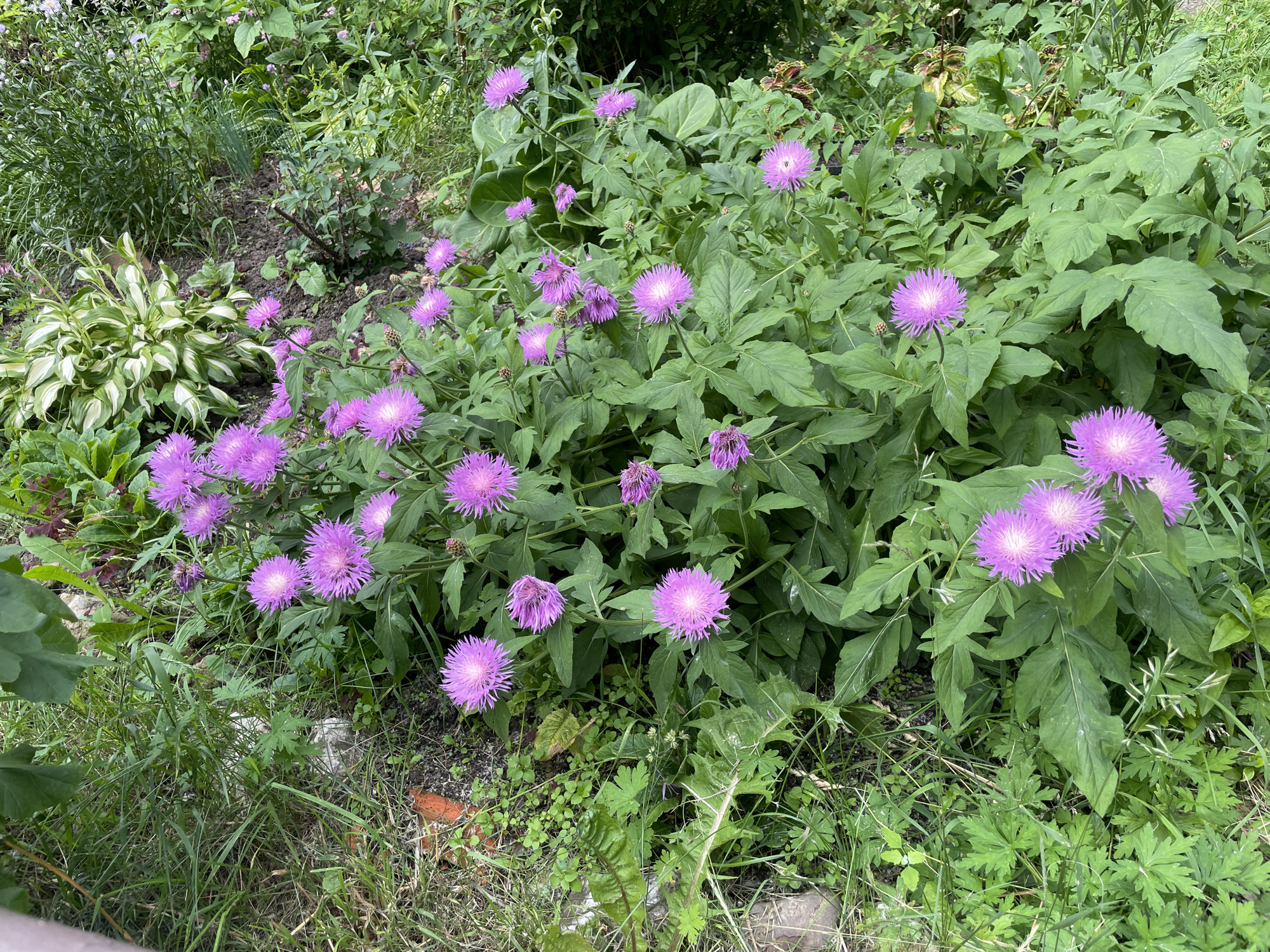 The media file displays a close-up, eye-level view of a garden bed filled with lush greenery and vibrant purple flowers. The flowers, characterized by their spiky petals and light-colored centers, are the main subjects, scattered across the frame. They appear to be a type of thistle or knapweed. Surrounding the flowers are large, green leaves, some with lighter variegation, and other smaller plants. The ground beneath is a mix of dark soil and dry grass. In the background, more dense foliage creates a natural, uncultivated backdrop. The lighting suggests it is daytime, possibly overcast or in a shaded area, as there are no harsh shadows. The overall scene evokes a sense of natural beauty and tranquility. There is no text visible in the image. The location context is Perm, Russia.