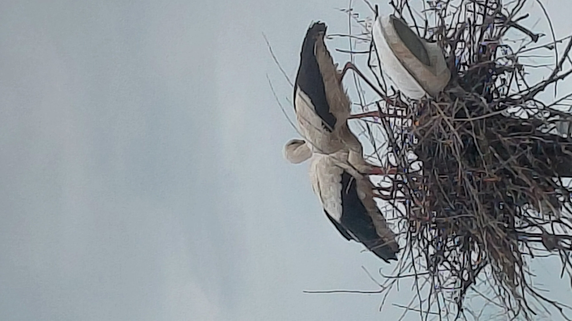 The image displays a large bird's nest made of numerous interwoven sticks and branches, set against a bright, overcast sky. Inside and around the nest are three large birds, likely storks, characterized by their white bodies and black flight feathers.
One bird is partially visible on the far right, with its white and dark plumage blending into the nest structure. Towards the center, another bird is more clearly visible, facing downwards with its head and neck extending into the nest. This posture suggests it is actively engaged in tending to the nest, possibly feeding a chick or adjusting nesting material. Below this bird, a smaller, lighter-colored head is visible, indicating the presence of a third bird, likely a chick or juvenile.
The scene captures a moment of nesting activity. The sky is a uniform, light gray, indicating cloudy weather. The perspective is from below, looking up at the nest, suggesting it is situated high, possibly in a tree or on a man-made structure. No specific time of day can be definitively determined beyond daylight, and no text is visible in the image.