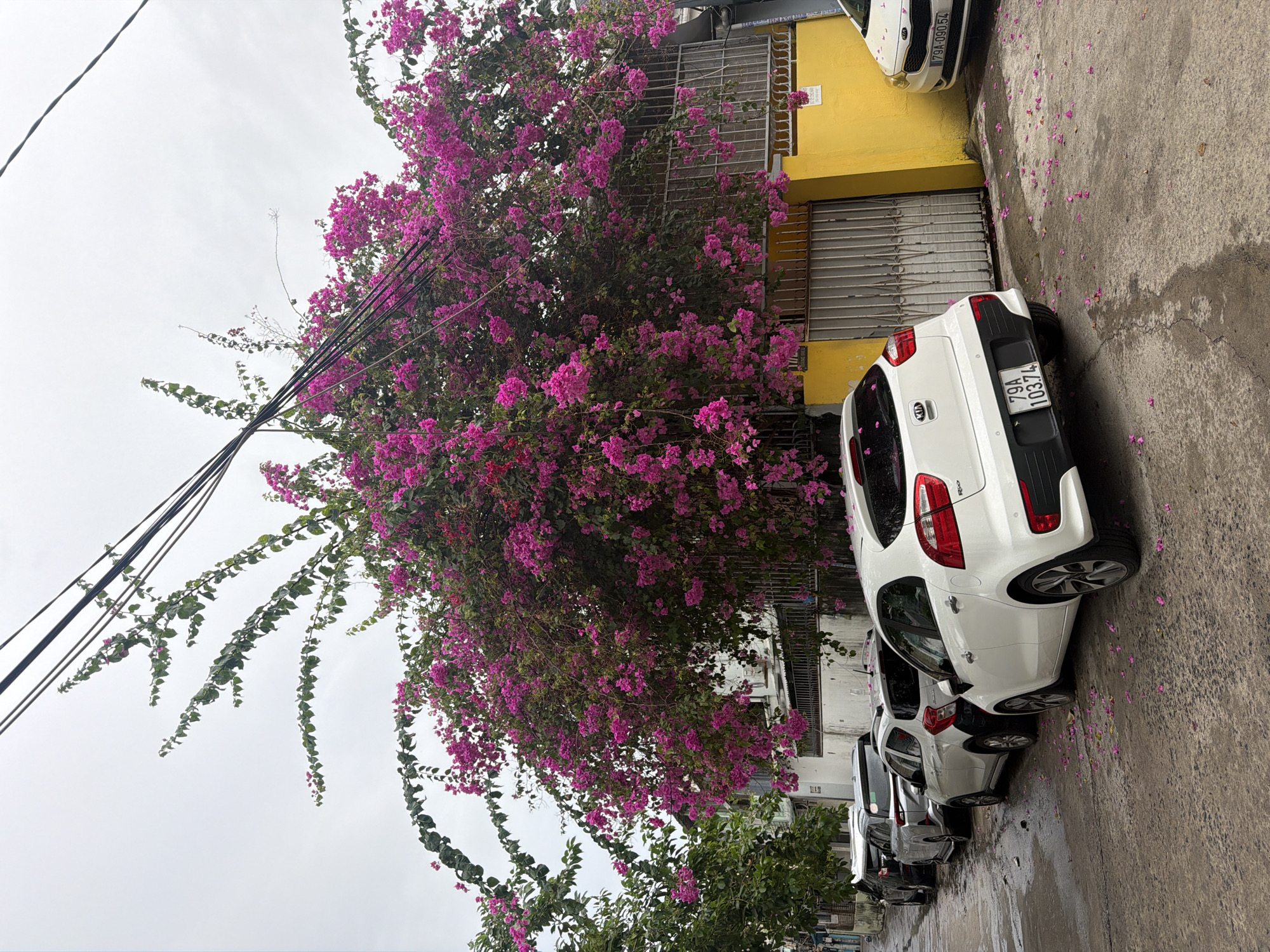 The image shows a street scene in Nha Trang Ward, Vietnam. Several white Kia Picanto cars are parked along the right side of the street. A large bougainvillea tree with vibrant pink flowers dominates the left side of the frame. The tree appears to be growing next to a yellow building with a metal gate covering its entrance. Power lines are visible above the tree. Pink bougainvillea petals are scattered on the wet pavement. The sky is overcast.