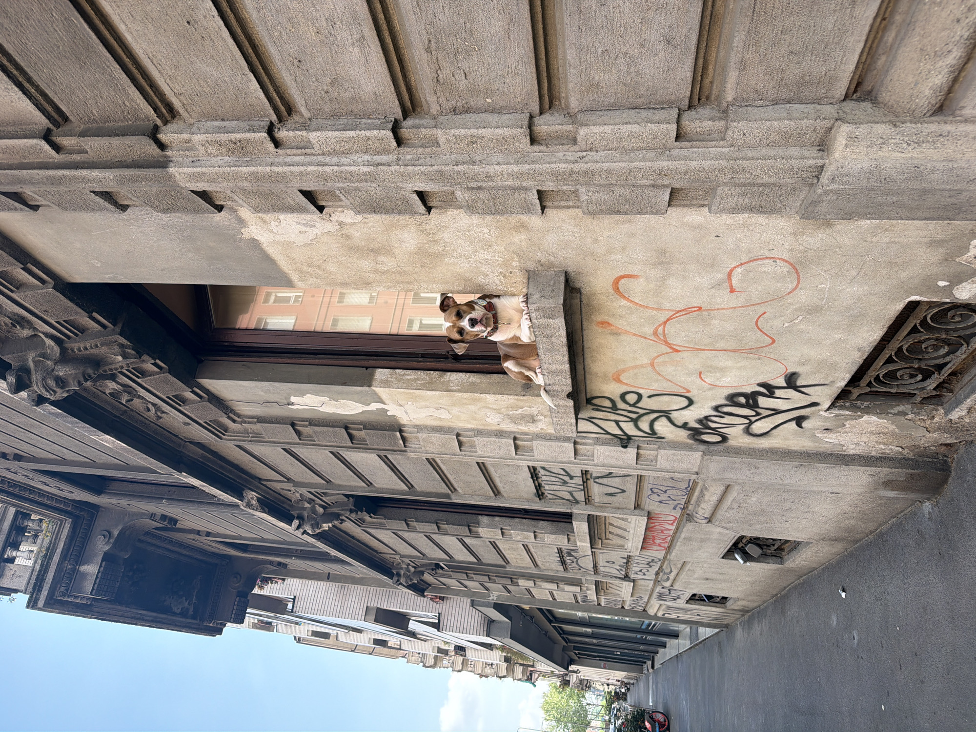 The photograph depicts a street scene in Milan, Italy. The image is oriented sideways, showing the facade of an old building. The building has heavily decorated stone exterior with multiple windows. Graffiti is visible on the stonework between the windows. A brown and white dog is peering out of one of the windows, looking down towards the street. The street is partially visible, with a sidewalk and some bicycles parked along the curb. The sky is blue and clear.