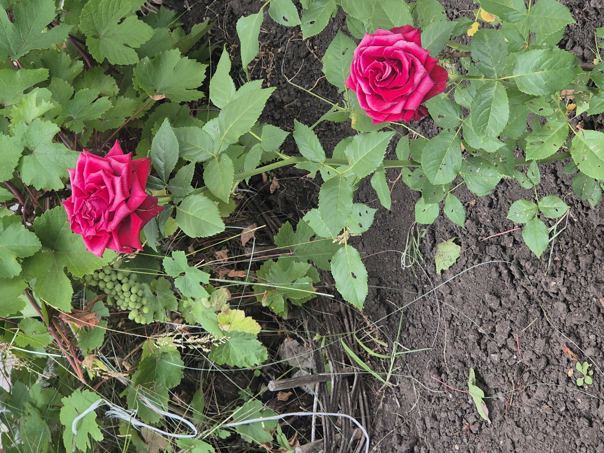 A photograph captures a close-up view of two vibrant red roses in a garden, set against a backdrop of lush green foliage. The roses are the focal point, with one prominently positioned in the upper half of the frame and the other lower and to the right. Their petals display a rich, velvety texture, and they are in various stages of bloom. Surrounding the roses is a dense growth of leaves, some belonging to the rose bushes themselves and others from what appears to be a grapevine, evidenced by clusters of small, green grapes. The ground beneath the plants is dark, rich soil, with scattered dry leaves and small green sprouts. To the left, a rustic, woven wooden fence is visible, partially obscured by the plants and some white string or twine. The scene appears to be in an outdoor garden setting, with the natural elements of plants and soil dominating the composition. The overall impression is one of natural beauty and growth. The location is identified as Sozonivka, Ukraine.