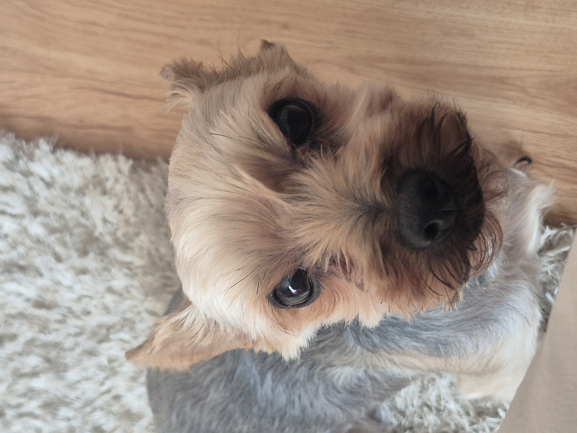 A close-up, high-angle shot shows a Yorkshire Terrier dog tilting its head. The dog is positioned on a white, shaggy rug. Above the rug is a light brown wooden floor. The dog's fur is tan and gray. Its eyes are dark, and its nose is black. No people are visible. The location cannot be determined based solely on the visual information provided.