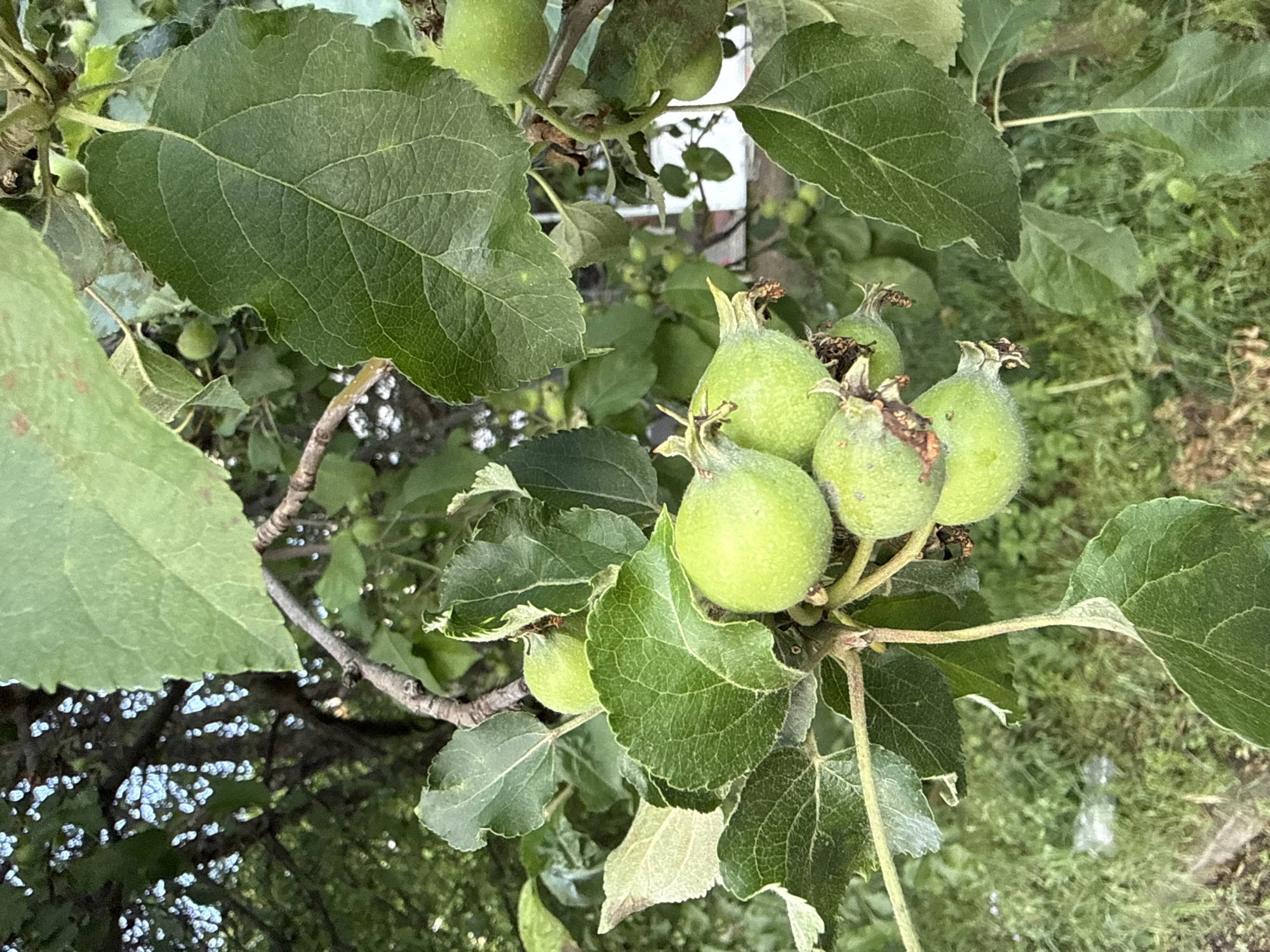 The image shows a cluster of small, green apples growing on a tree branch, surrounded by green leaves. The apples are immature and have remnants of their blossoms still attached. The background reveals more foliage and hints of other trees, suggesting an orchard or garden setting. The location is unknown, and there are no discernible details indicating Lovech, Bulgaria. No people, interactions, or specific actions are visible.