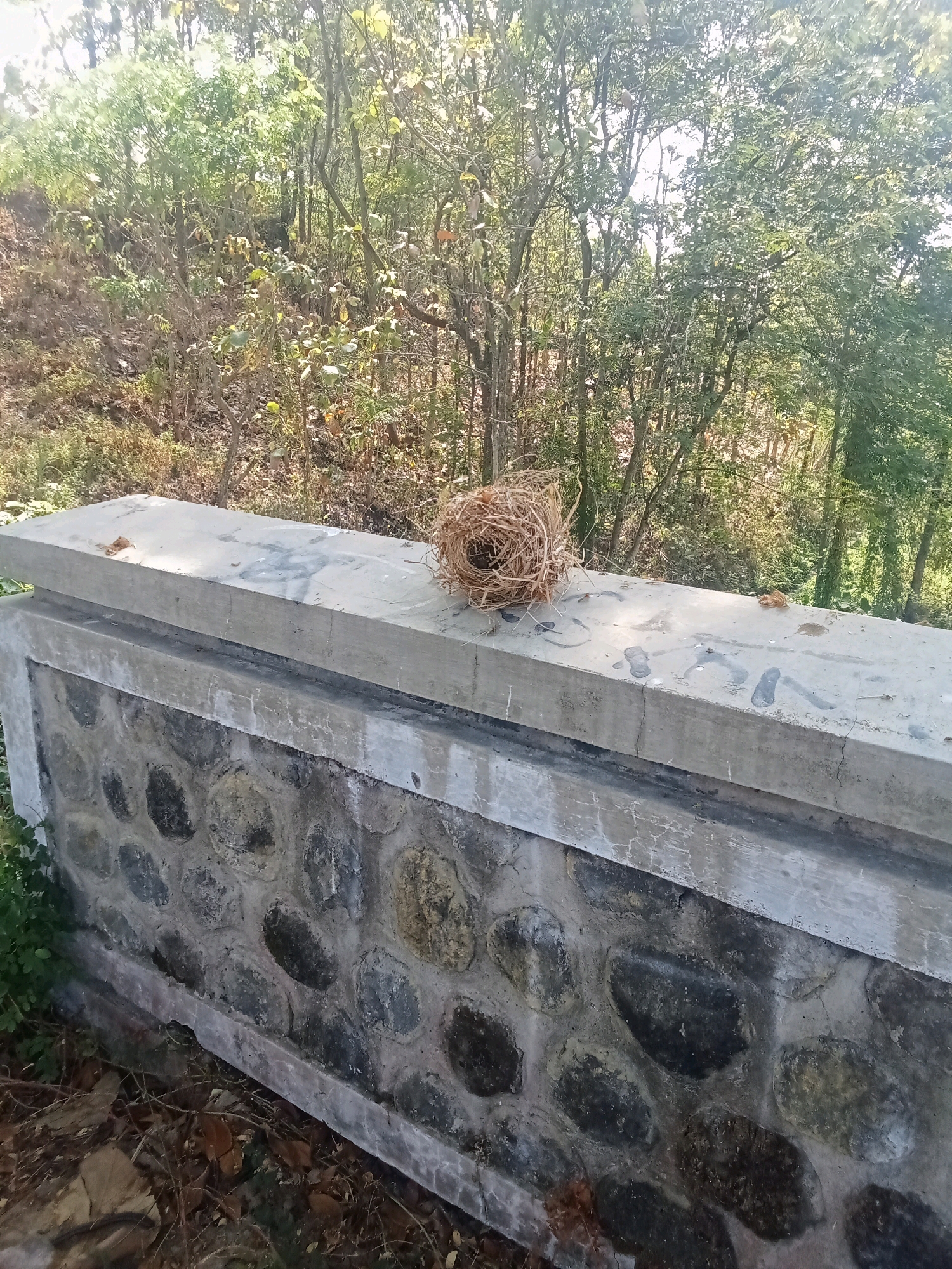 In Balegondo, Indonesia, a bird's nest made of dry grass sits on a concrete ledge. The ledge is part of a low, stone-faced wall, with the wall itself constructed from irregular, rounded stones of varying sizes and colors, set in mortar. The background consists of dense foliage and trees, indicative of an outdoor, possibly rural or natural setting. Sunlight filters through the leaves, creating dappled light and shadows. The scene is static and devoid of human presence or action.