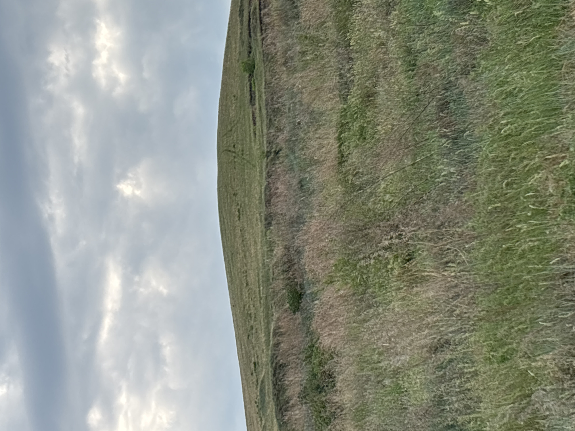 The image depicts a gently sloping grassy hill under a cloudy sky. The foreground is filled with tall, dry grasses and some green vegetation. A darker, eroded embankment runs across the mid-ground, with patches of darker green shrubs and bushes. The hill itself is covered in short, green grass, with faint tracks visible on its surface, suggesting it may be a path or trail. In the distance, a small, solitary green tree is visible on the hillside. The sky is overcast with large, gray clouds, interspersed with lighter patches where the sun might be breaking through. This scene is located in the city of Ust-Abakan, Russia, and appears to be a natural, undeveloped area. There are no people or animals visible in the image.