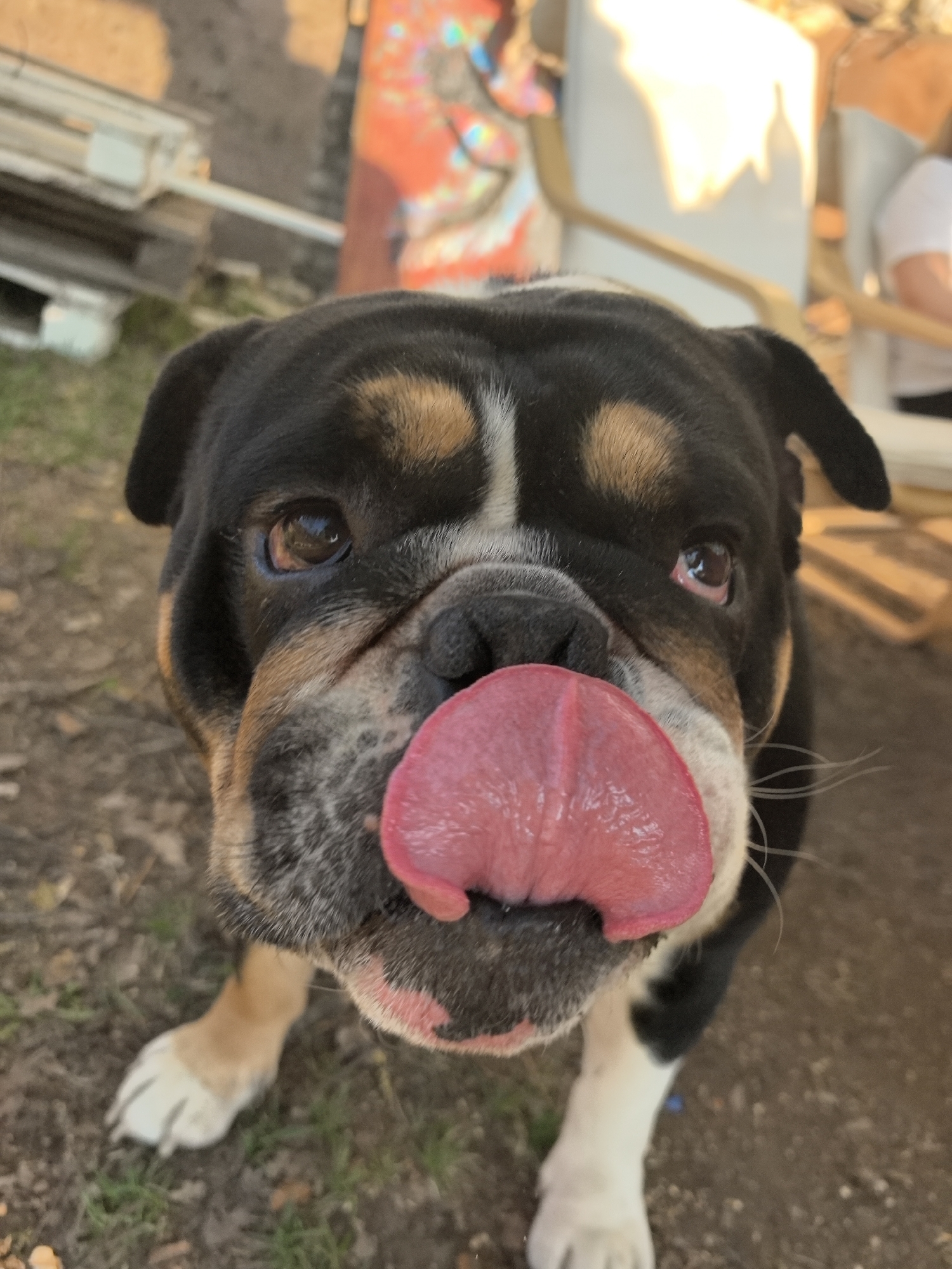 A close-up shot focuses on a black, brown, and white bulldog sticking its tongue out. The dog's head is centered, filling most of the frame. Its tongue is large and pink, covering part of its snout. The dog has brown eyes. The background is slightly blurred, showing grass, wooden structures (possibly a fence or pallet), a colorful object that looks like an art piece, and a chair with a person in a white shirt partially visible. There is nothing in the image to indicate that the picture was taken in Noviy, Russia.