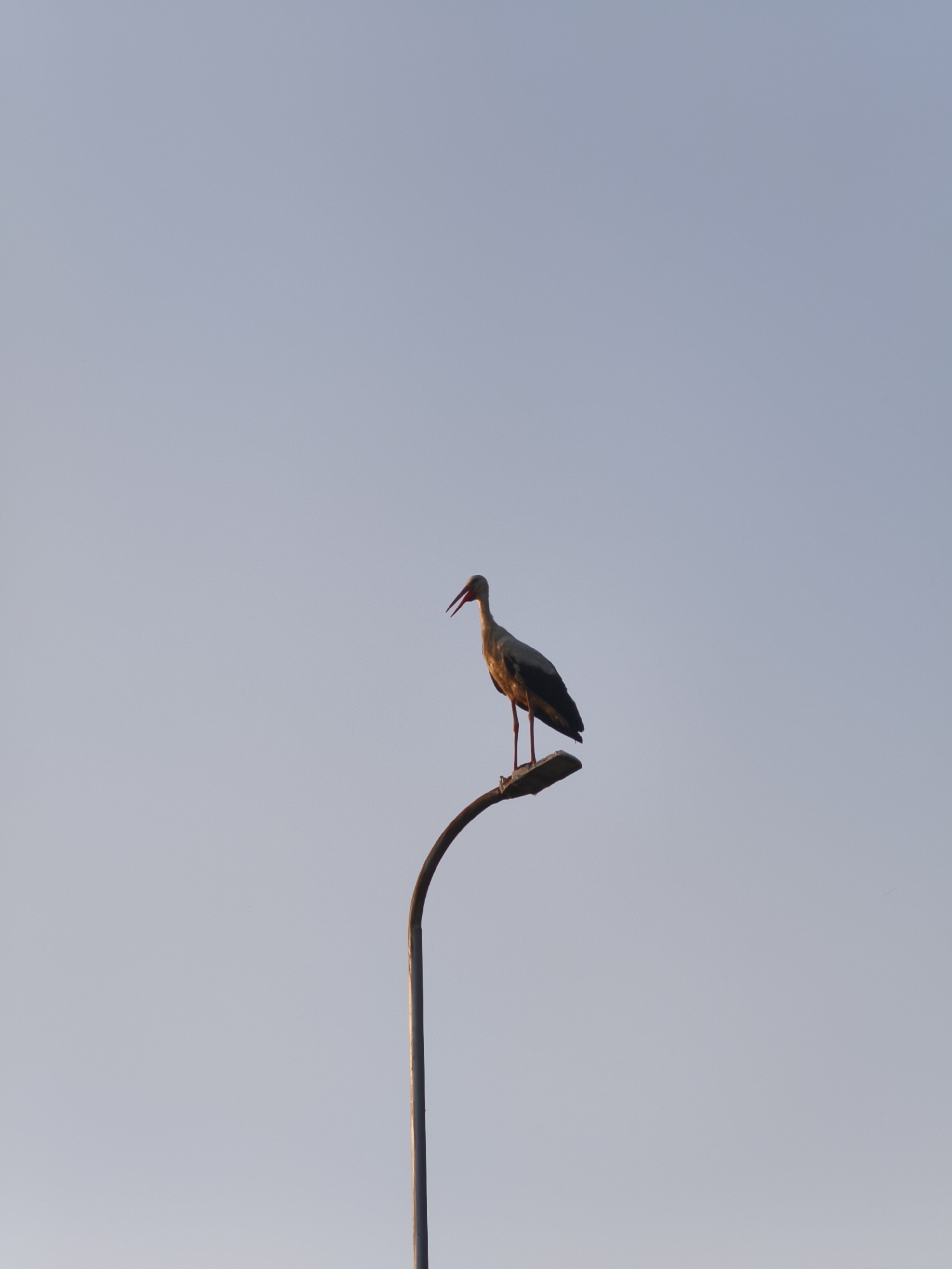 A white stork with black wingtips and a red beak stands on a street lamp against a pale blue sky. The stork is facing left and its beak is open. The street lamp is curved and dark. The image appears to be taken in the city of Lovech, Bulgaria.