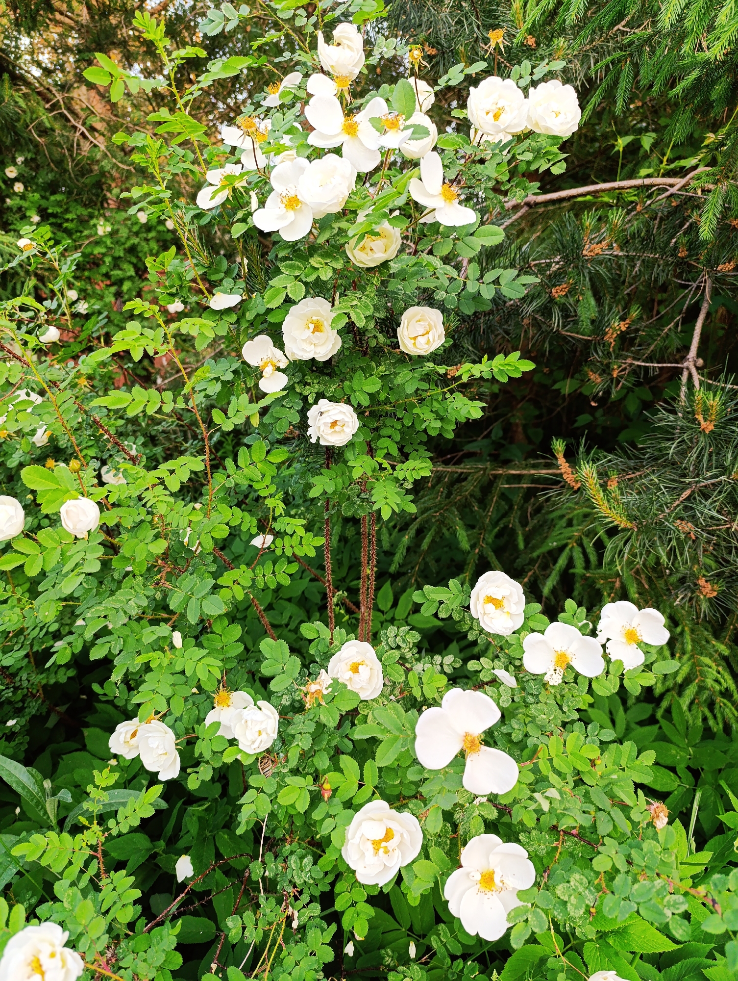 The image displays a cluster of white roses with yellow centers, blooming amidst lush green foliage and thorny branches. The roses vary in their stage of bloom, with some fully open and others appearing as buds. The background is a mix of green leaves, darker evergreen branches, and hints of brown from dried elements within the bush. The lighting suggests an outdoor setting, possibly a garden or natural landscape, with soft shadows indicating it may be daytime. There are no people or animals visible in the scene, and no discernible urban elements. The focus is entirely on the botanical details of the rose bush.