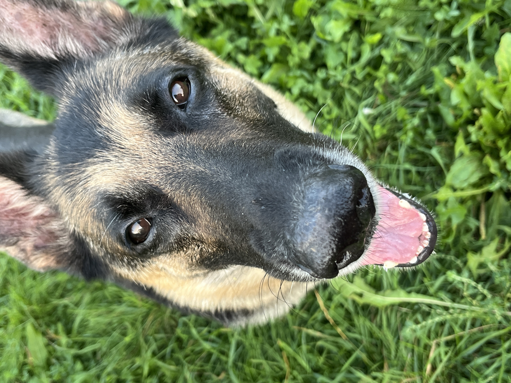 The media file features a close-up, high-angle shot of a German Shepherd dog's face. The dog's mouth is open, revealing its pink tongue and teeth. Its eyes are looking upwards, and its ears are perked. The background consists of green grass and foliage, suggesting an outdoor setting. The lighting appears natural, indicating it is daytime. The image does not contain any visible text. The overall impression is of a happy and alert dog in an outdoor environment. The location context provided is Nizhny Tagil, Russia.