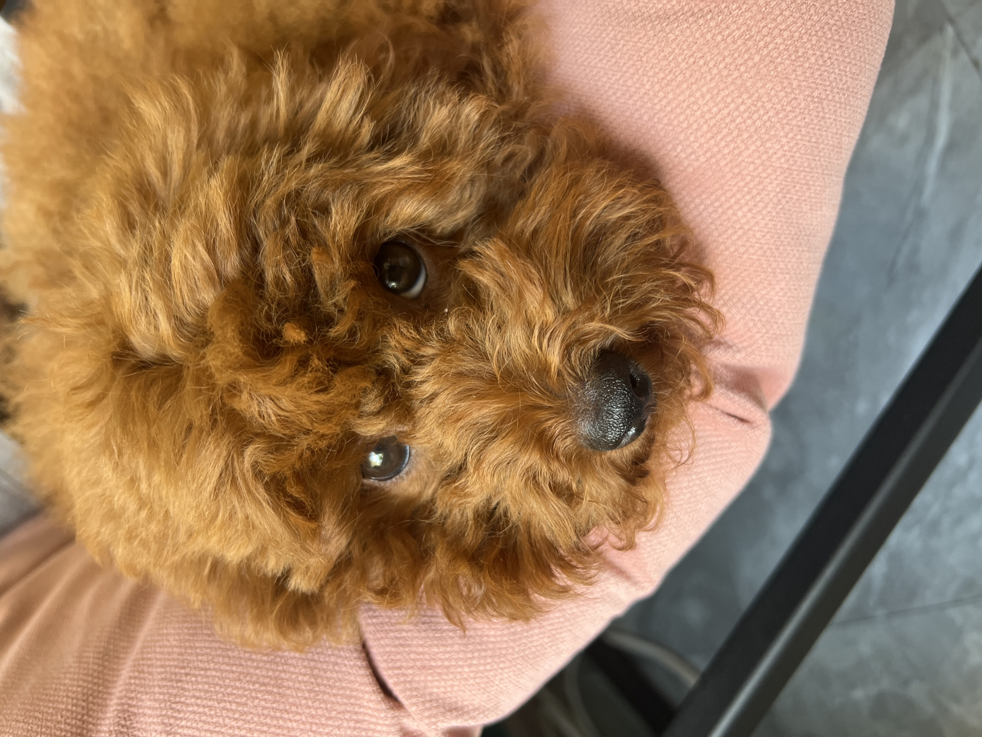 A close-up shot shows a small, reddish-brown toy poodle puppy being held in someone's lap. The puppy's face is the primary focus, with its dark, wet nose, two large, expressive brown eyes, and fluffy, curly fur evident. The puppy is resting on a pink, textured fabric, likely a blanket or clothing, which fills a significant portion of the frame. In the background, a dark, blurry object, possibly a chair or table, is visible. The lighting appears to be soft and natural, highlighting the puppy's features. The image is sharp and well-composed, emphasizing the adorable appearance of the young dog. There is no discernible information to place this image in Mineralnye Vody, Russia.